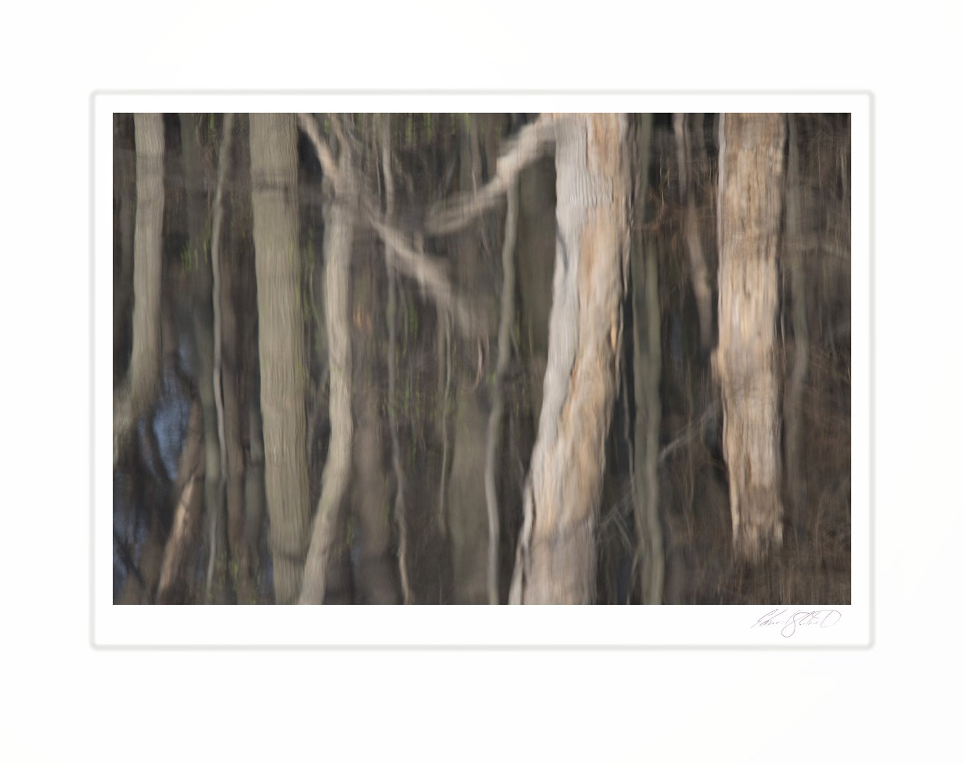 The blurred reflection of bare tree trunks in still water, rendered in soft grays and browns.