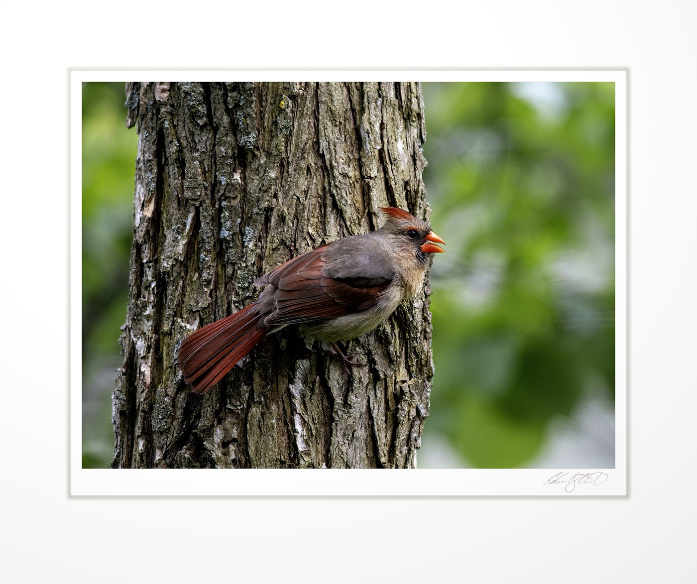 A female cardinal calling from a tree trunk
