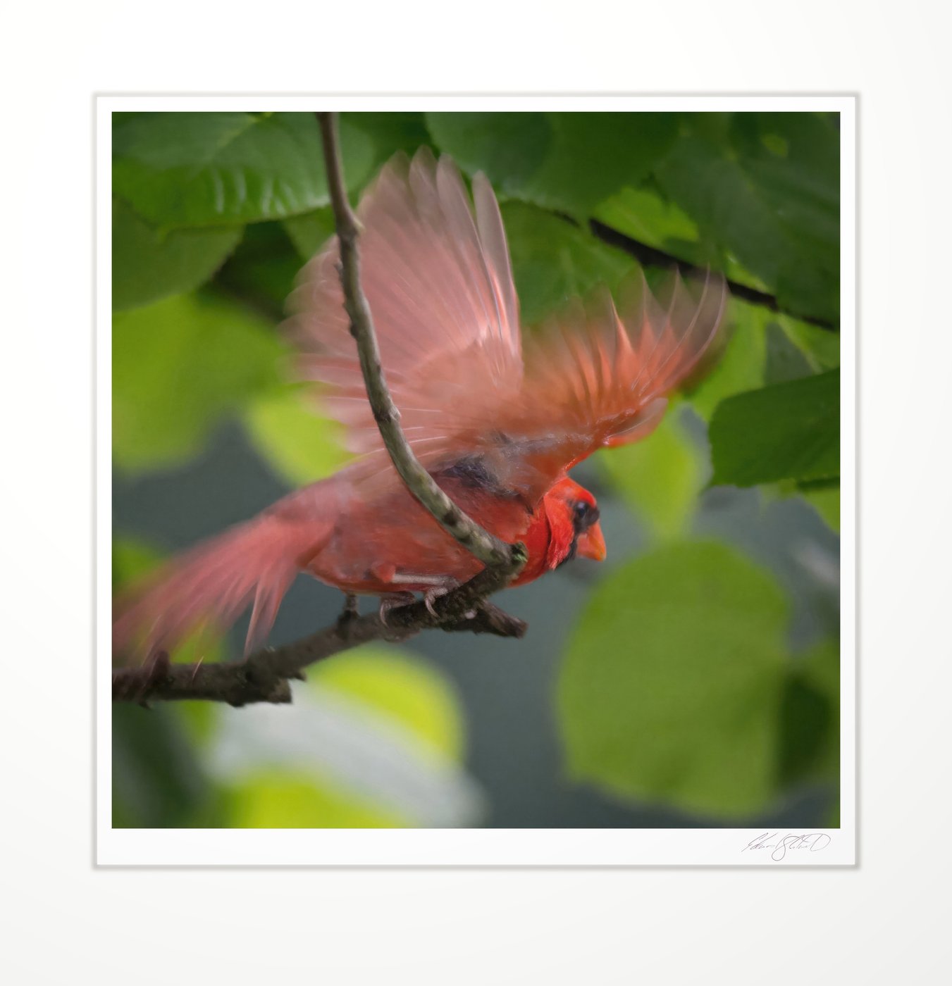 A male cardinal taking flight through green leaves