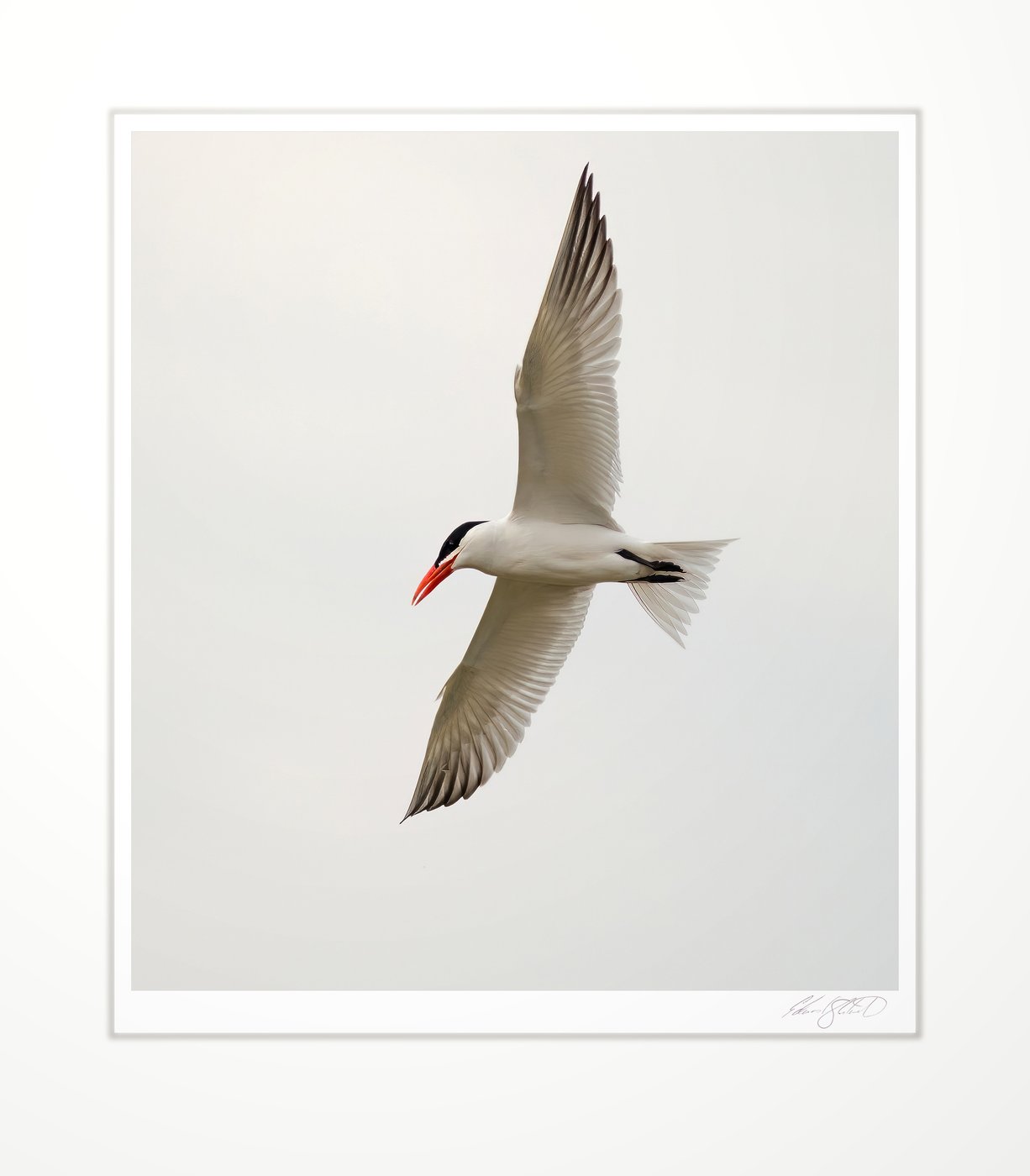 A Caspian tern banking in flight