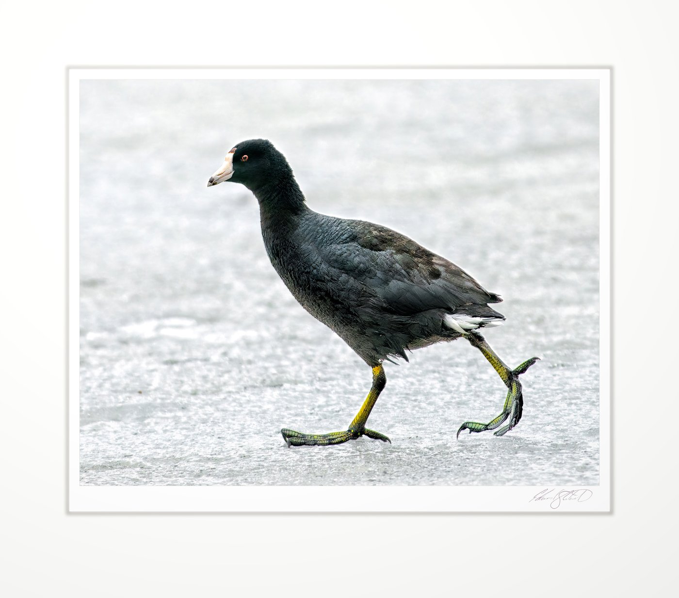 An American coot walking across the ice