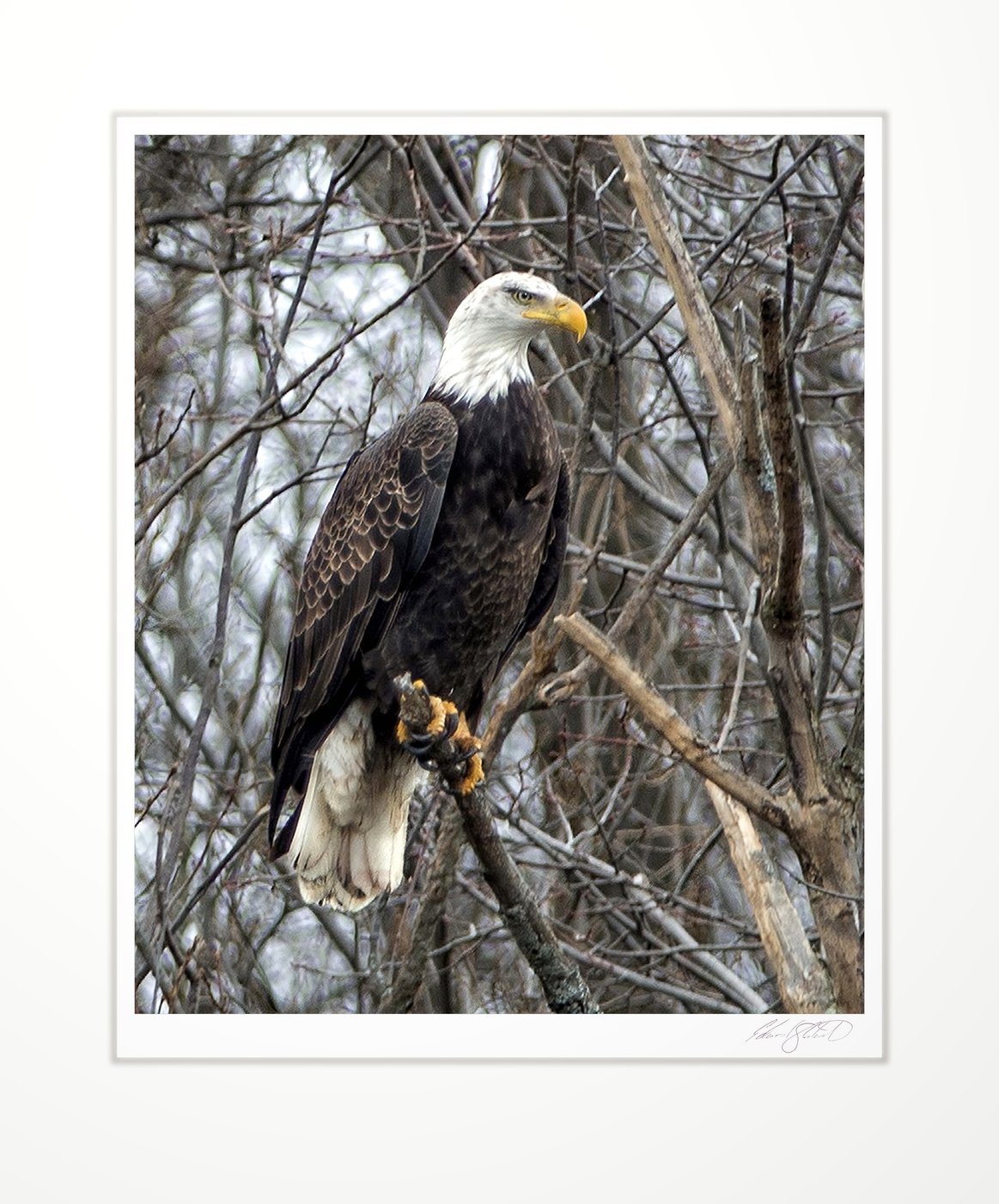 A bald eagle perched among bare branches