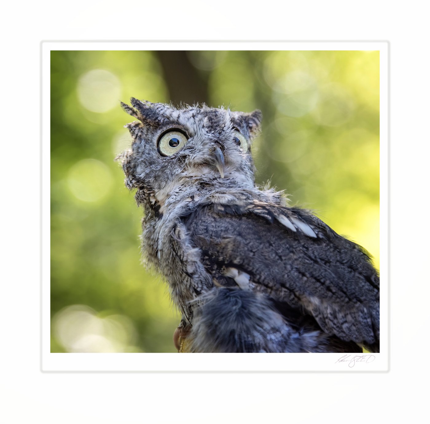 A gray morph Eastern screech owl with wide eyes looking upward.