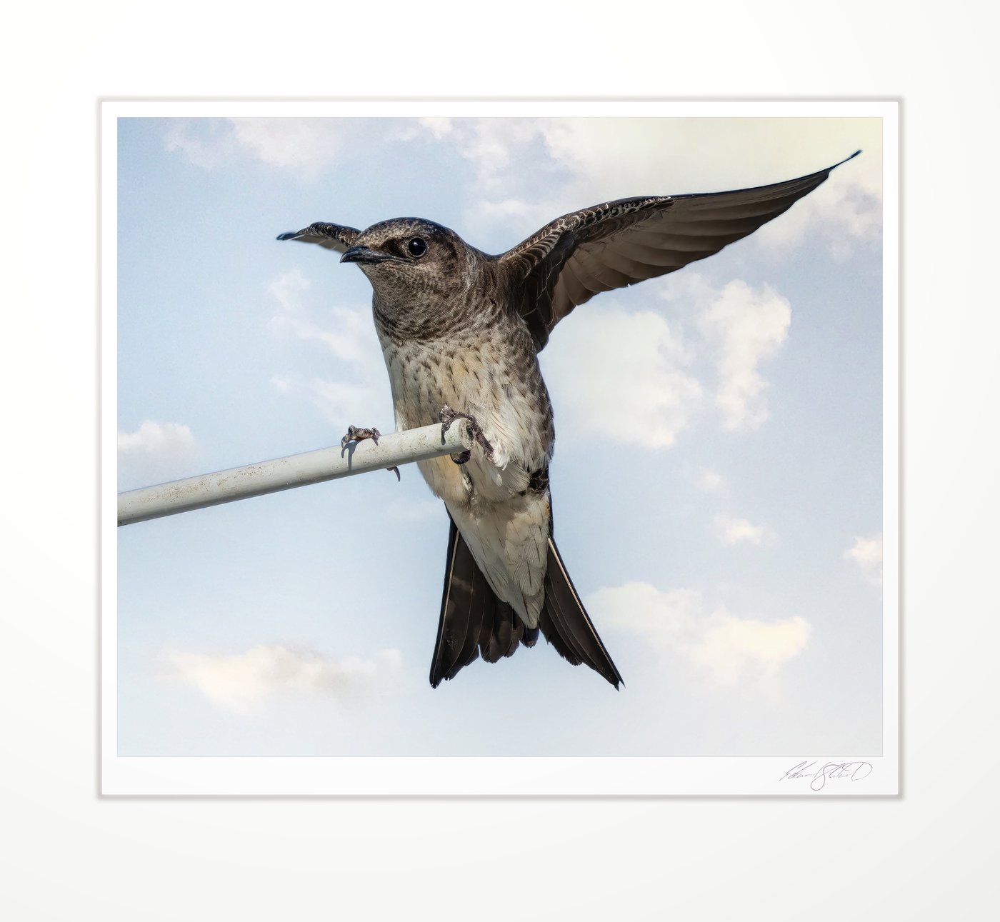 A purple martin with wings spread on a perch