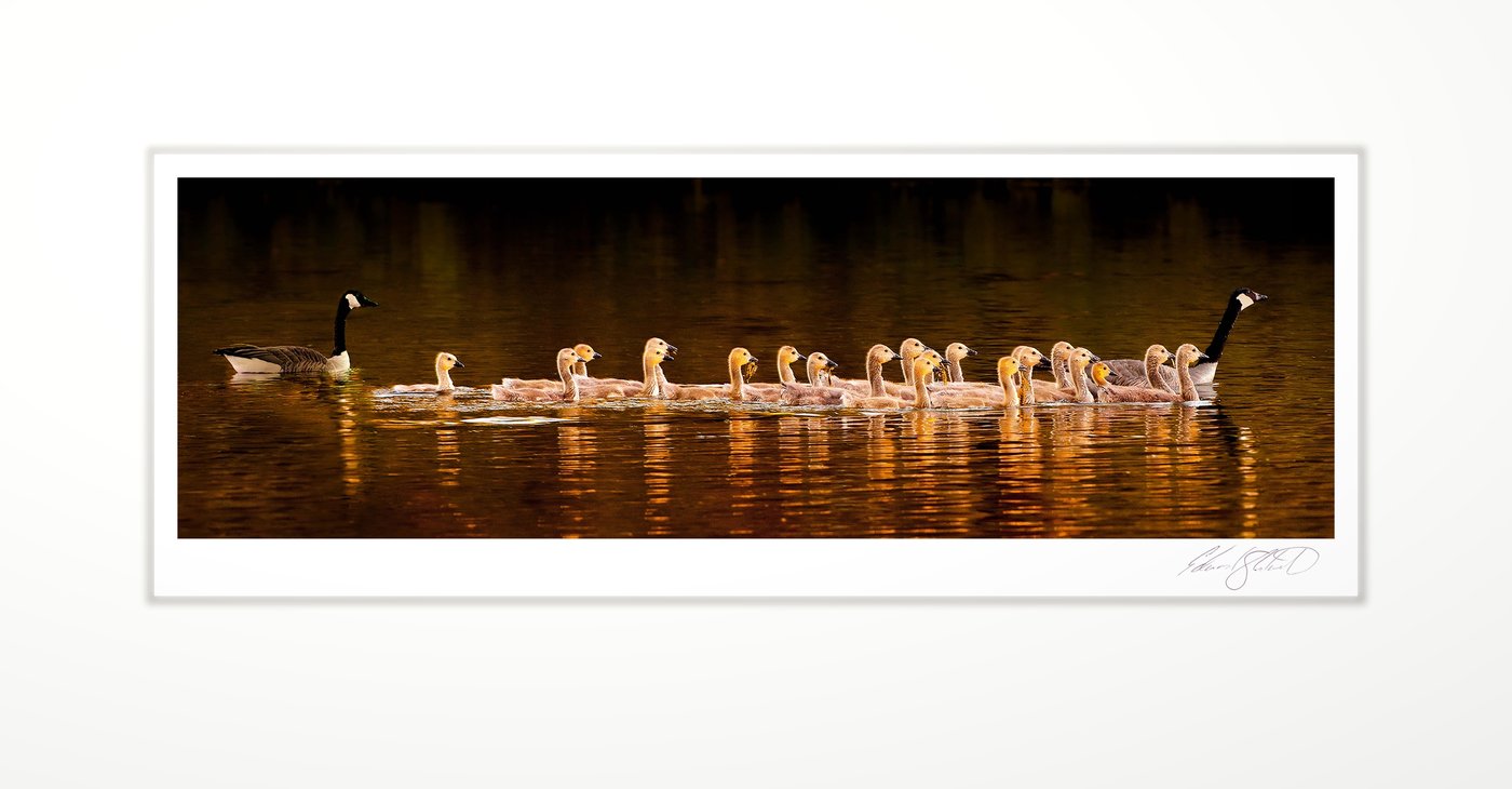 A goose leading a line of goslings across golden water