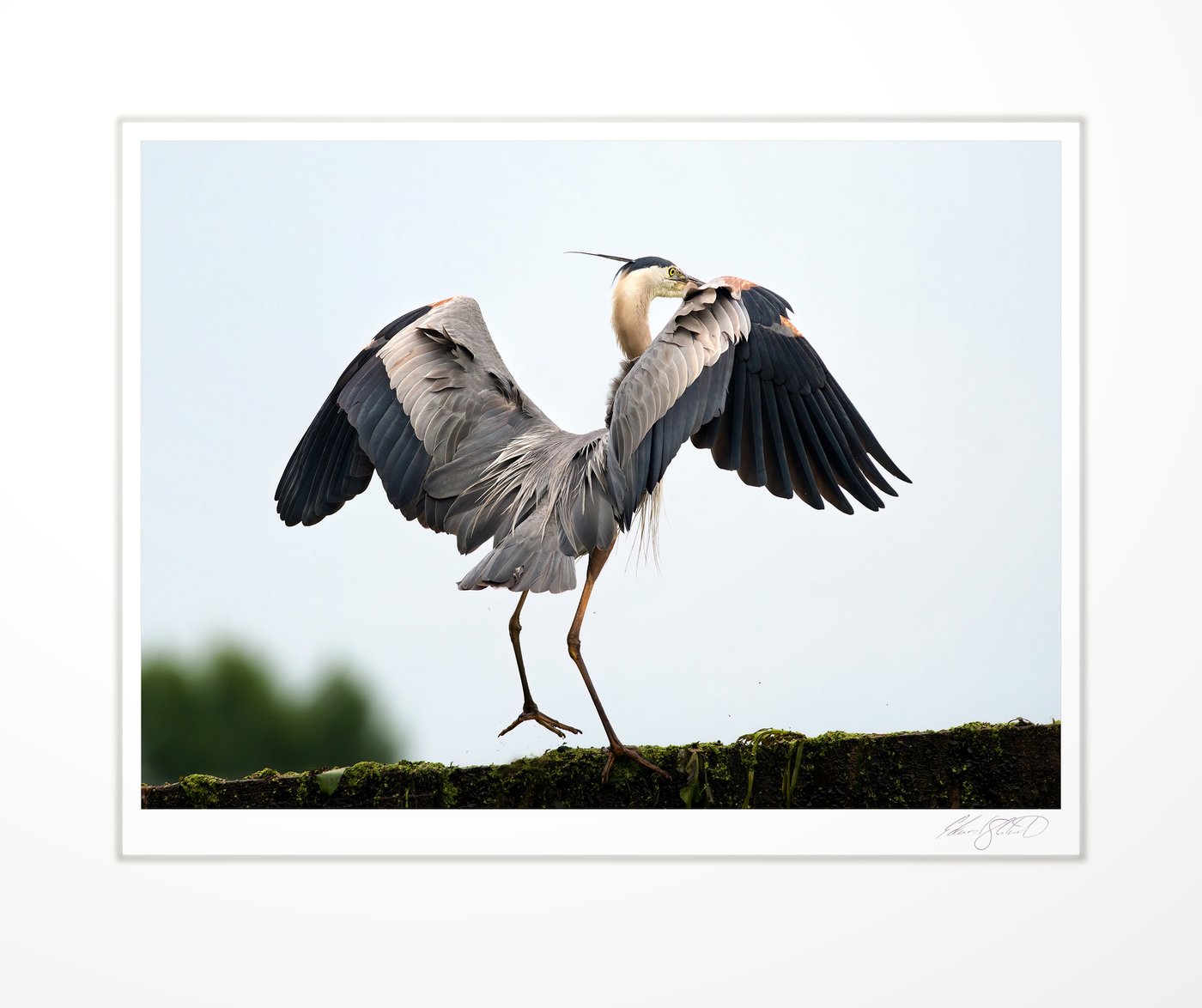 A great blue heron stretching its wings wide