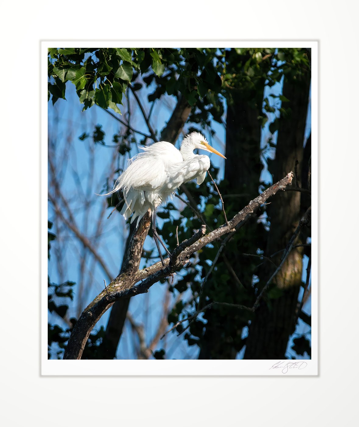 A great egret perched, feathers ruffled in the breeze