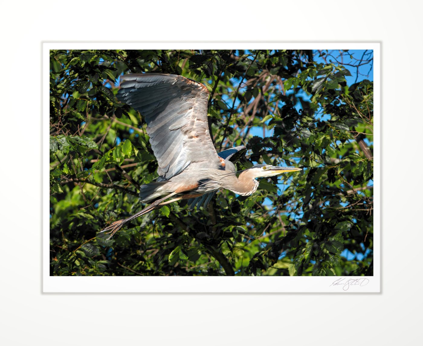 A great blue heron flying through green branches