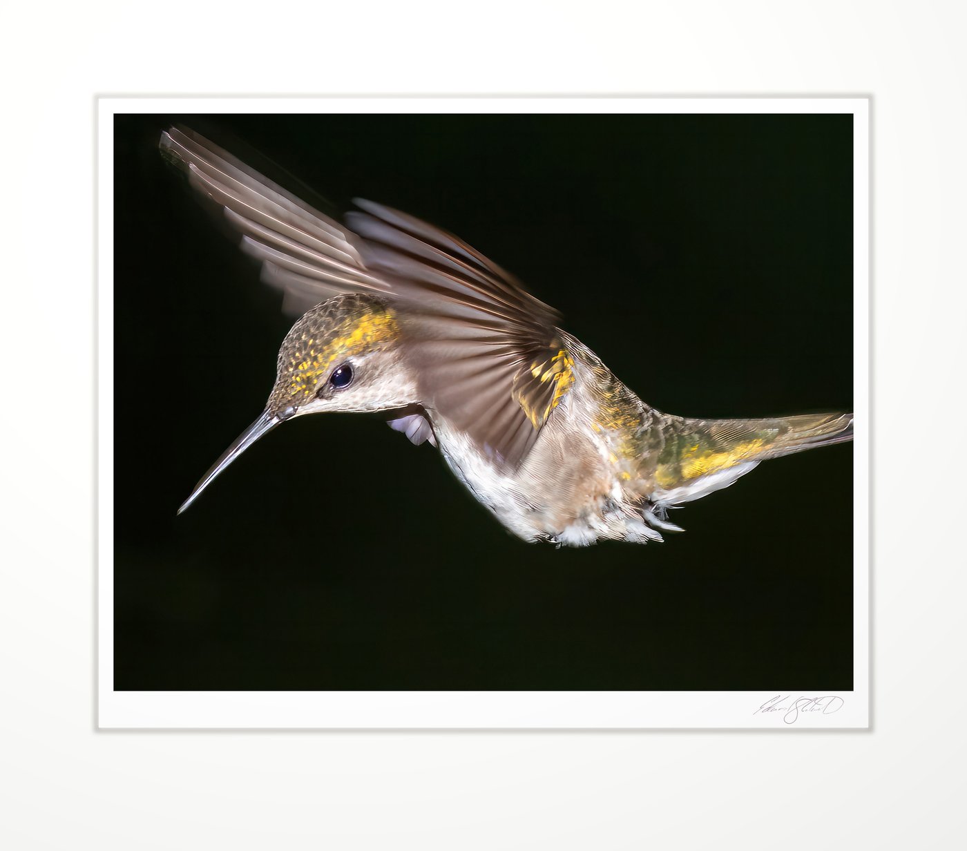 A hummingbird hovering, wings blurred in motion