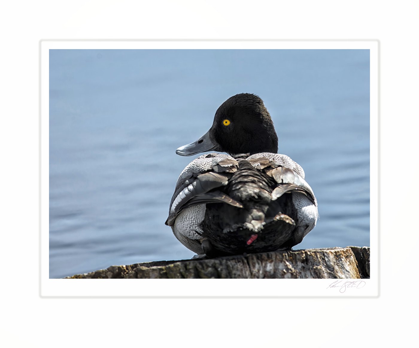 A lesser scaup duck preening its wing feathers.