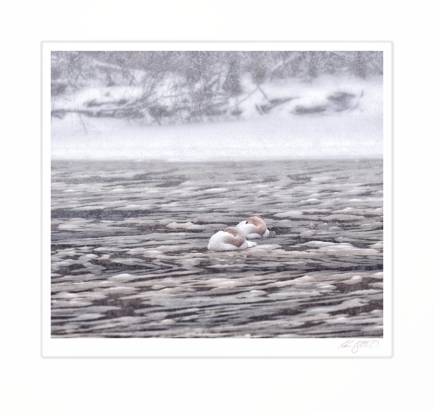 Two swans resting on a frozen, snow-covered river.
