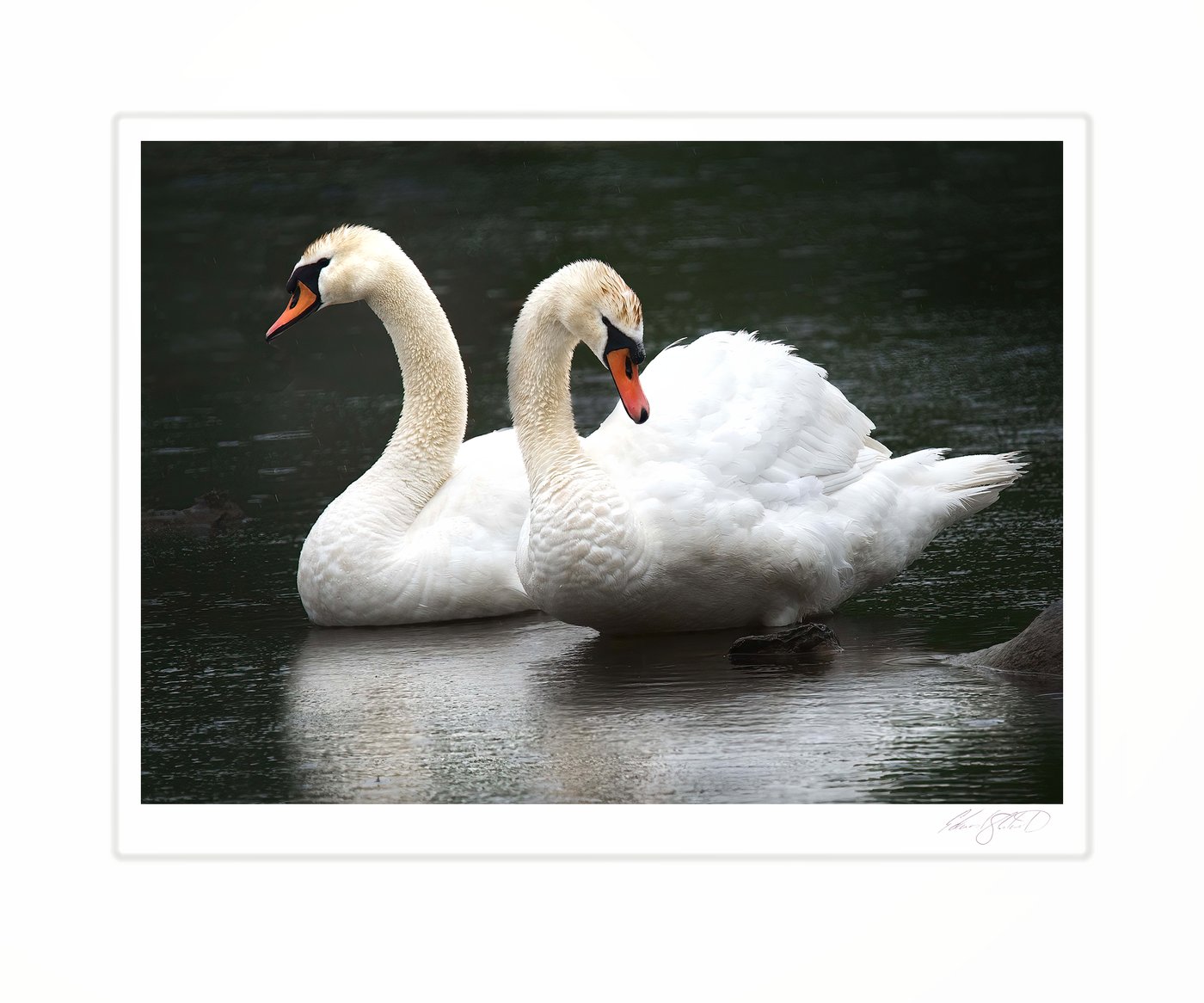 Two swans swimming close together on dark water.