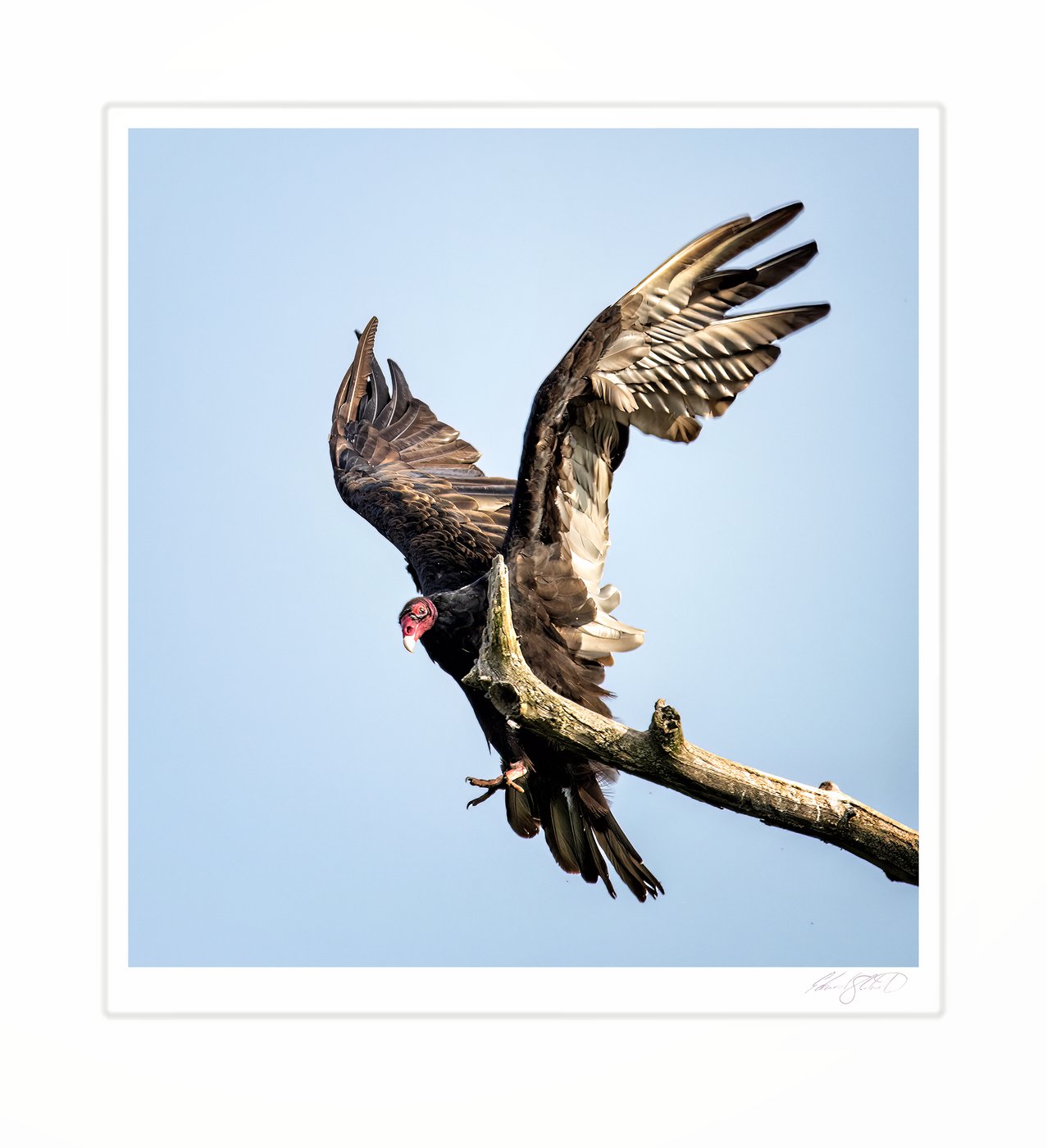 A turkey vulture landing on a branch with wings spread.