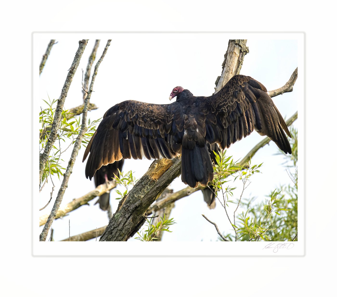 A turkey vulture perched with wings spread in a tree.