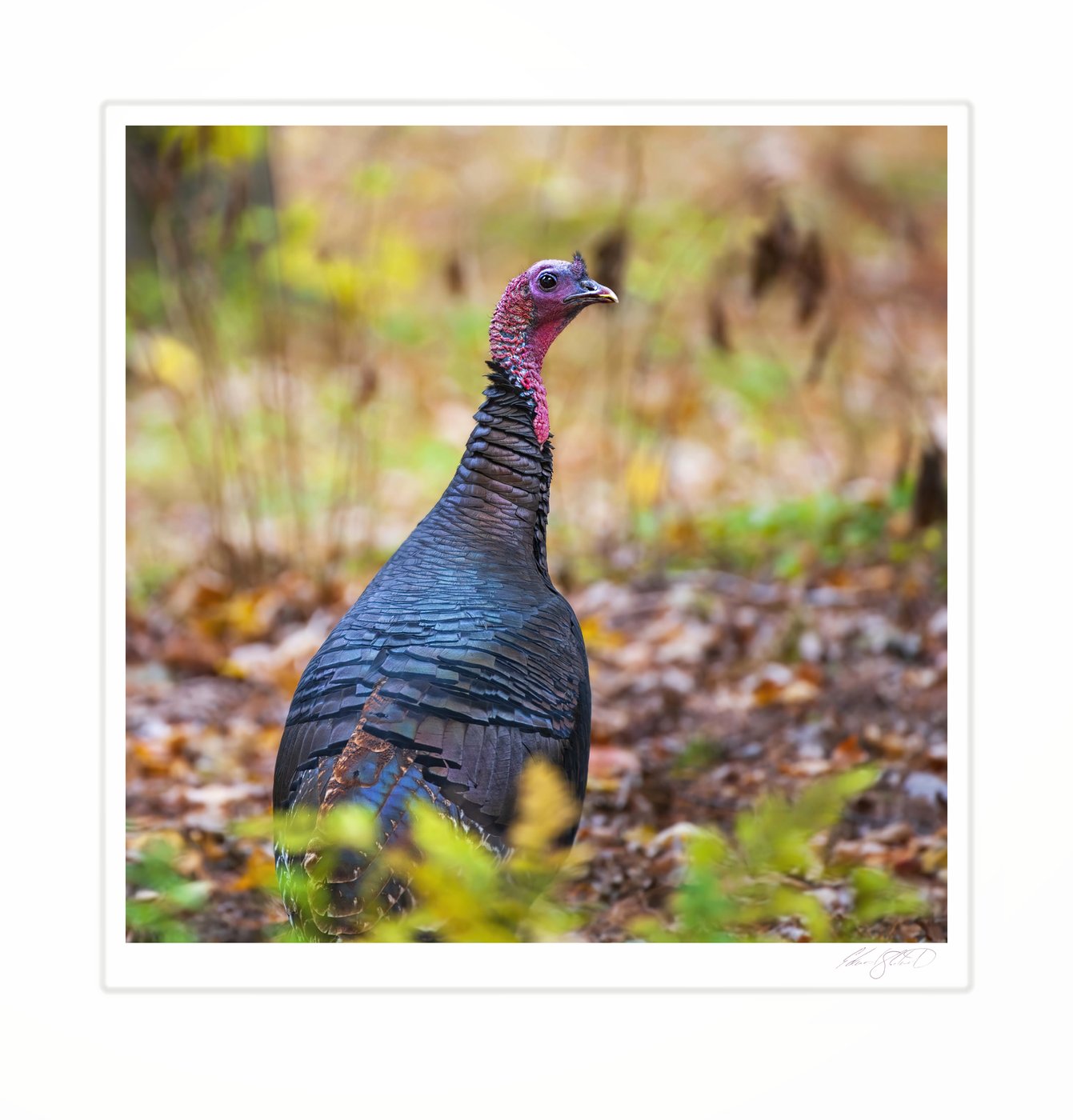 A wild turkey standing among autumn leaves.