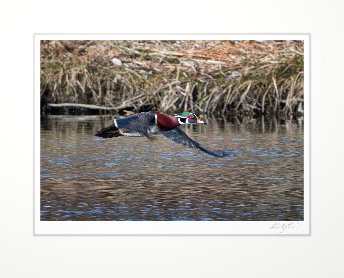 A wood duck flying low over the water