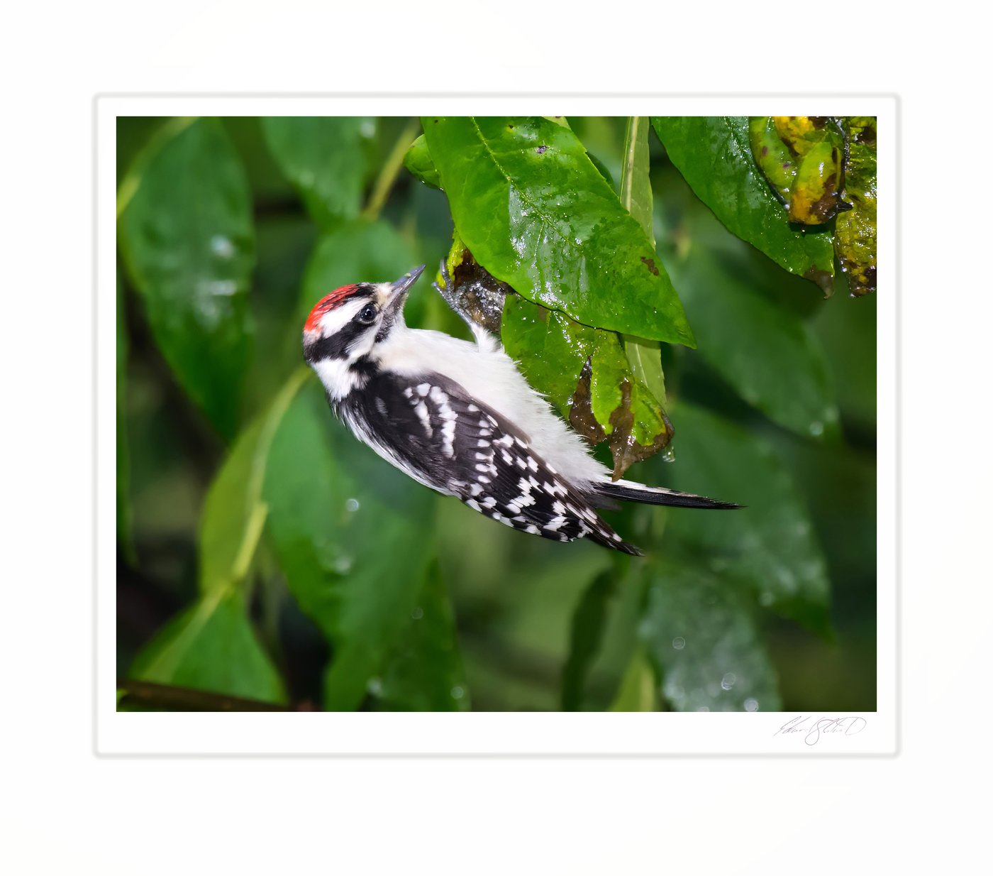 A yellow-bellied sapsucker hanging upside down among wet leaves.
