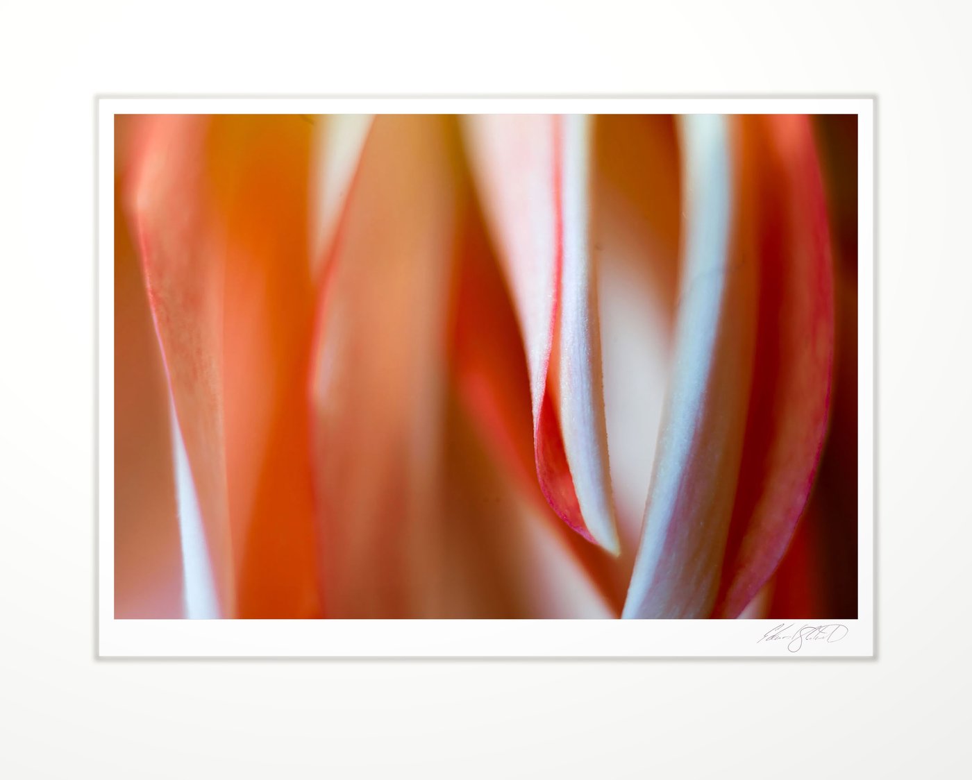 Close-up of curling dahlia petals in warm light