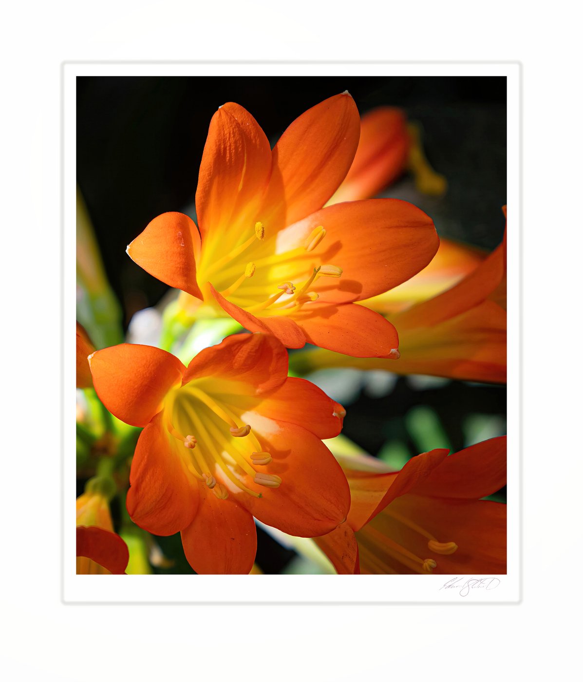 Backlit orange clivia blooms glowing against a dark background.