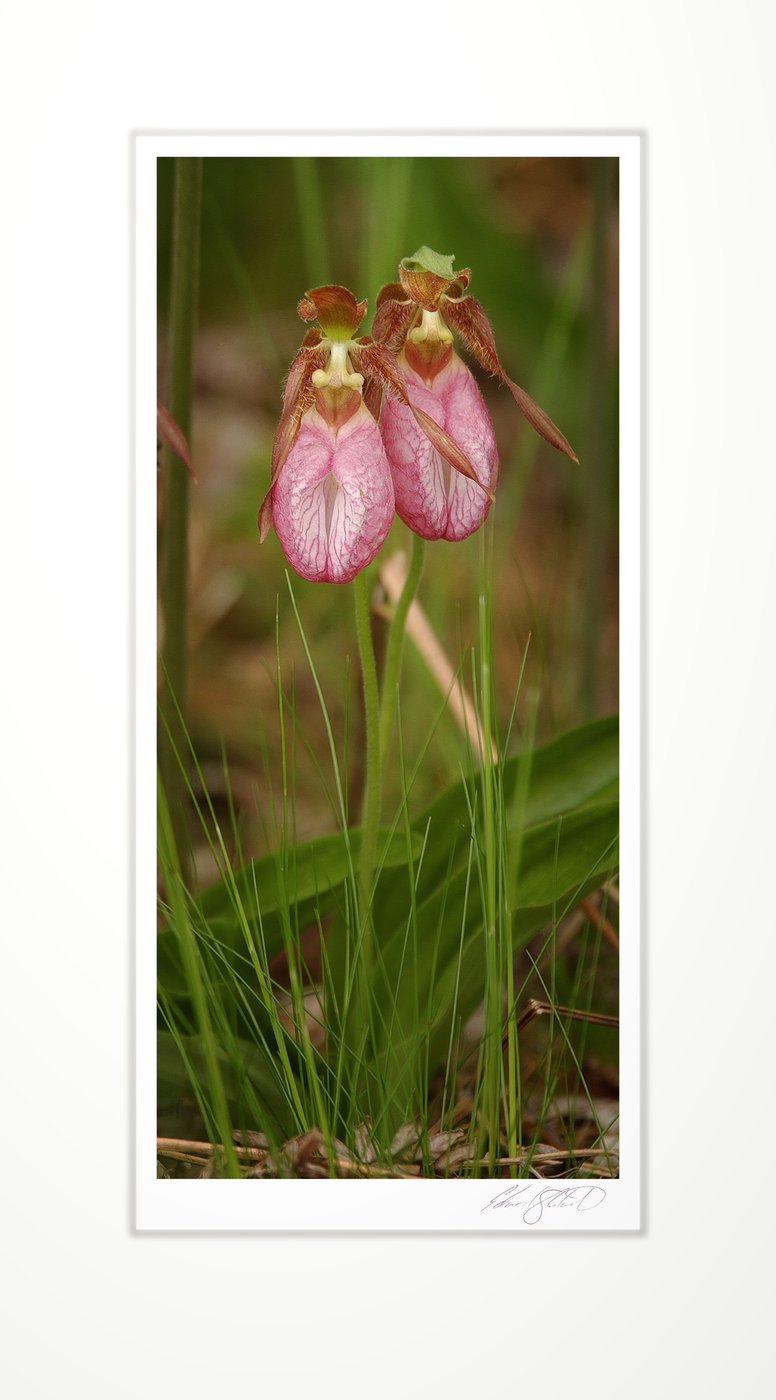 A pair of pink lady's slipper orchids