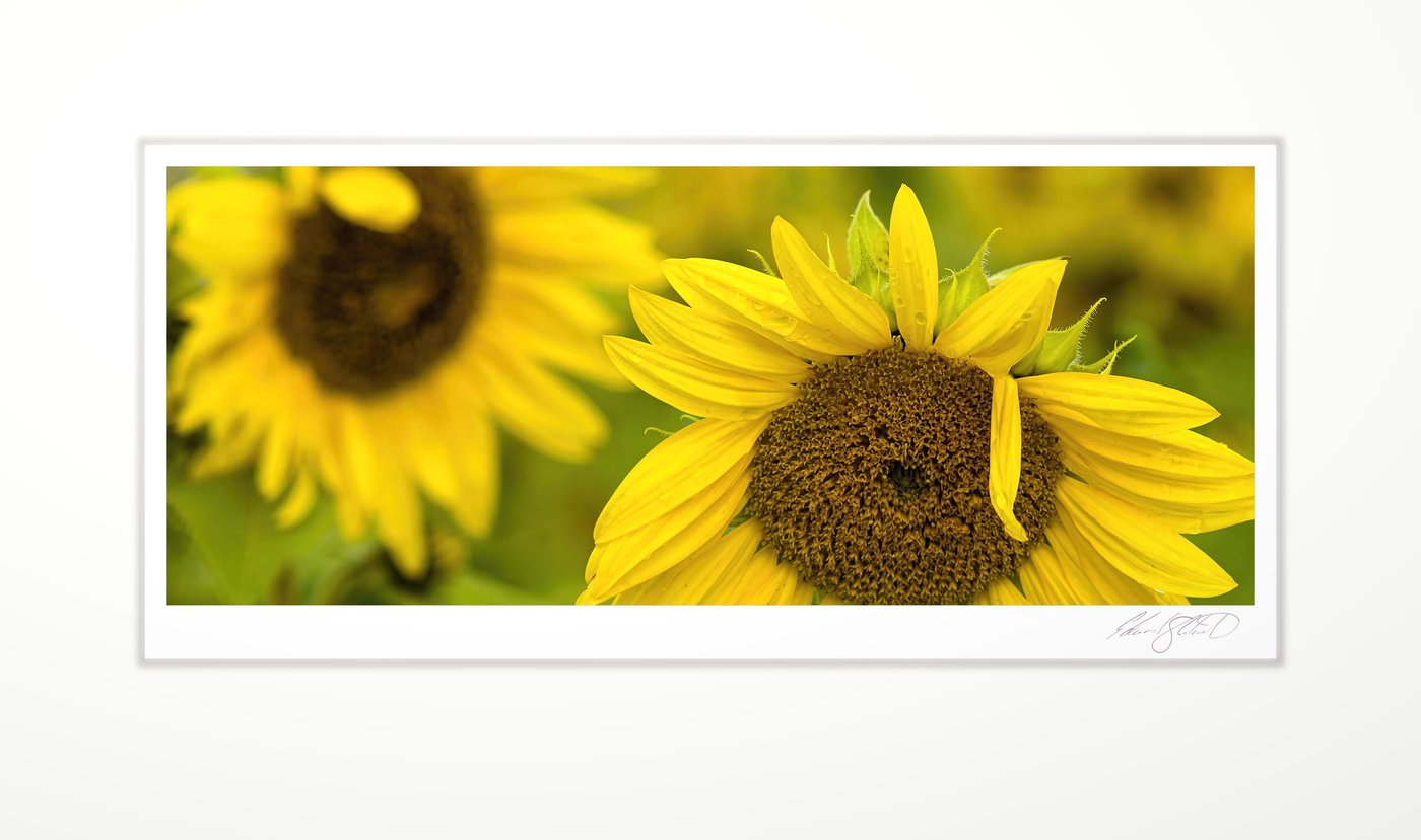 A sunflower in bloom, another soft-focus behind it