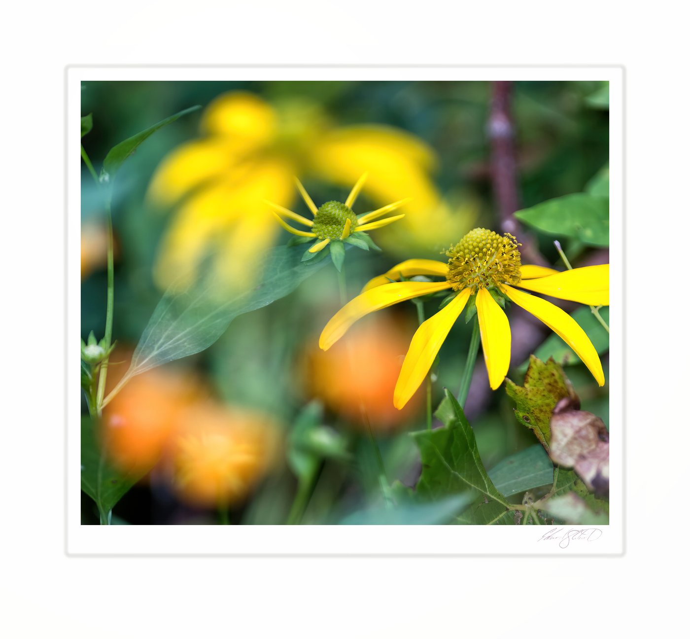 Yellow wildflowers in bloom among green foliage.