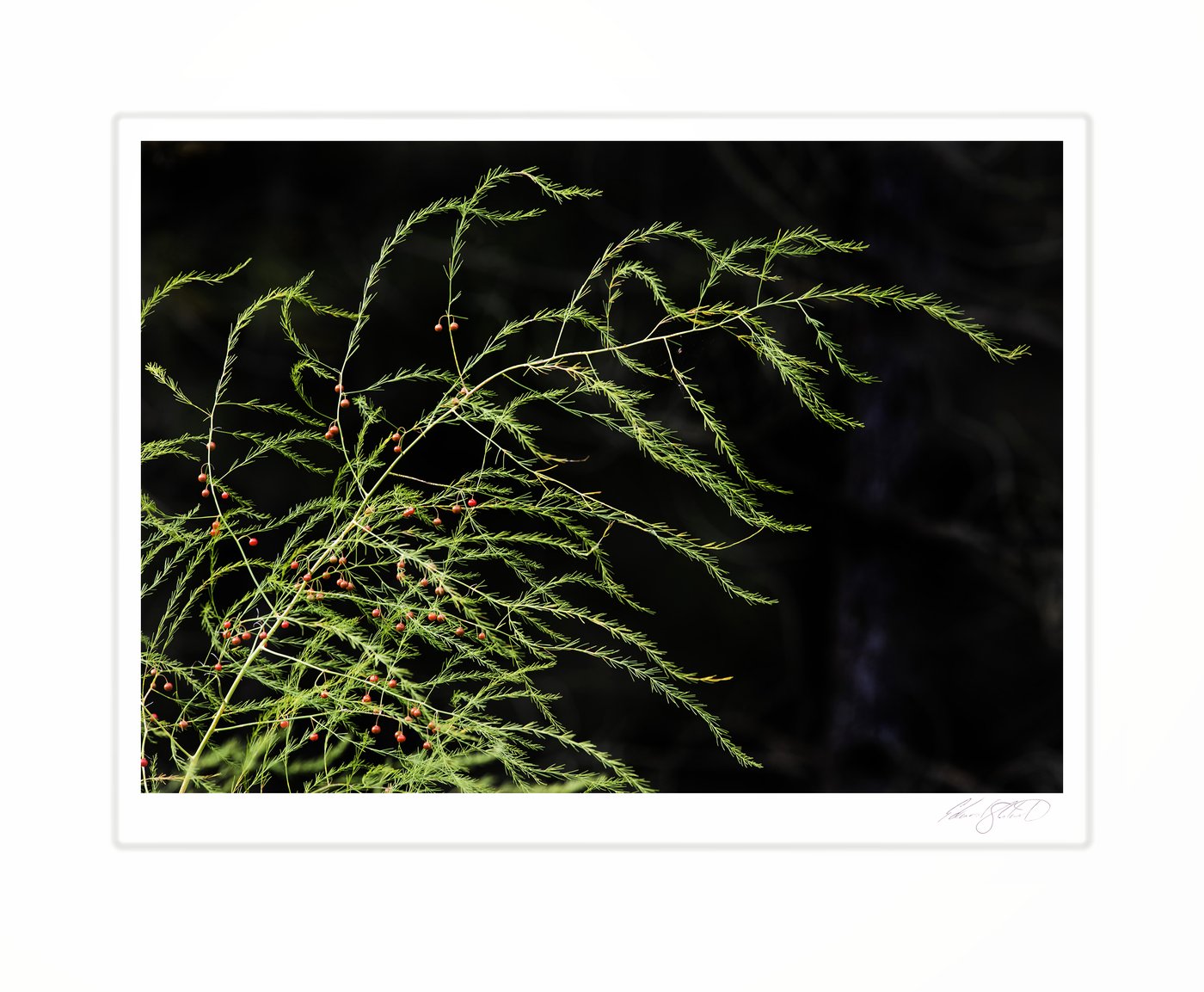 Wild asparagus fronds dotted with small red berries.