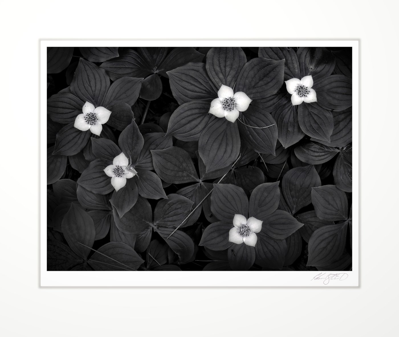 Bunchberry flowers among leaves