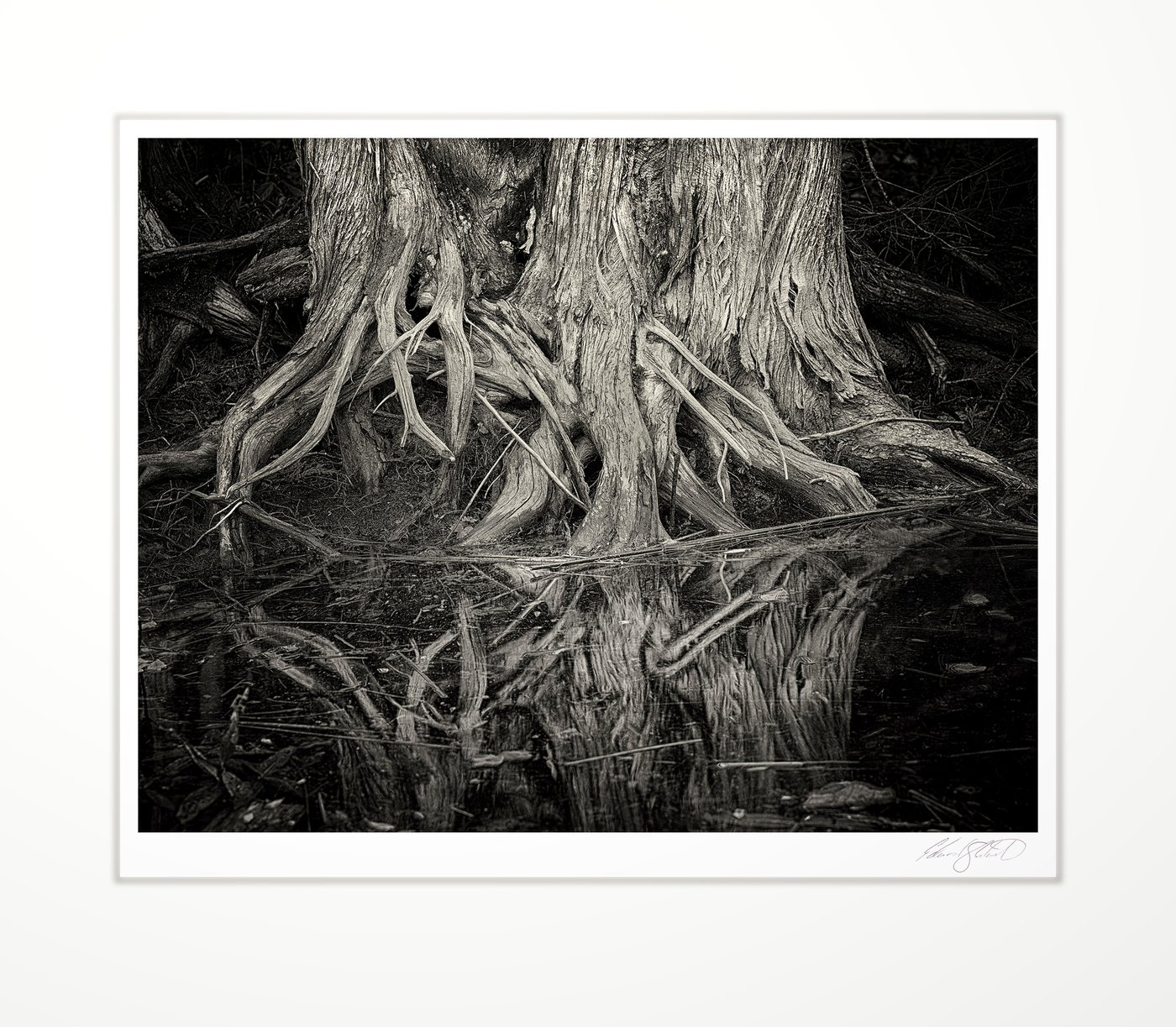 Cedar tree roots reflected in water