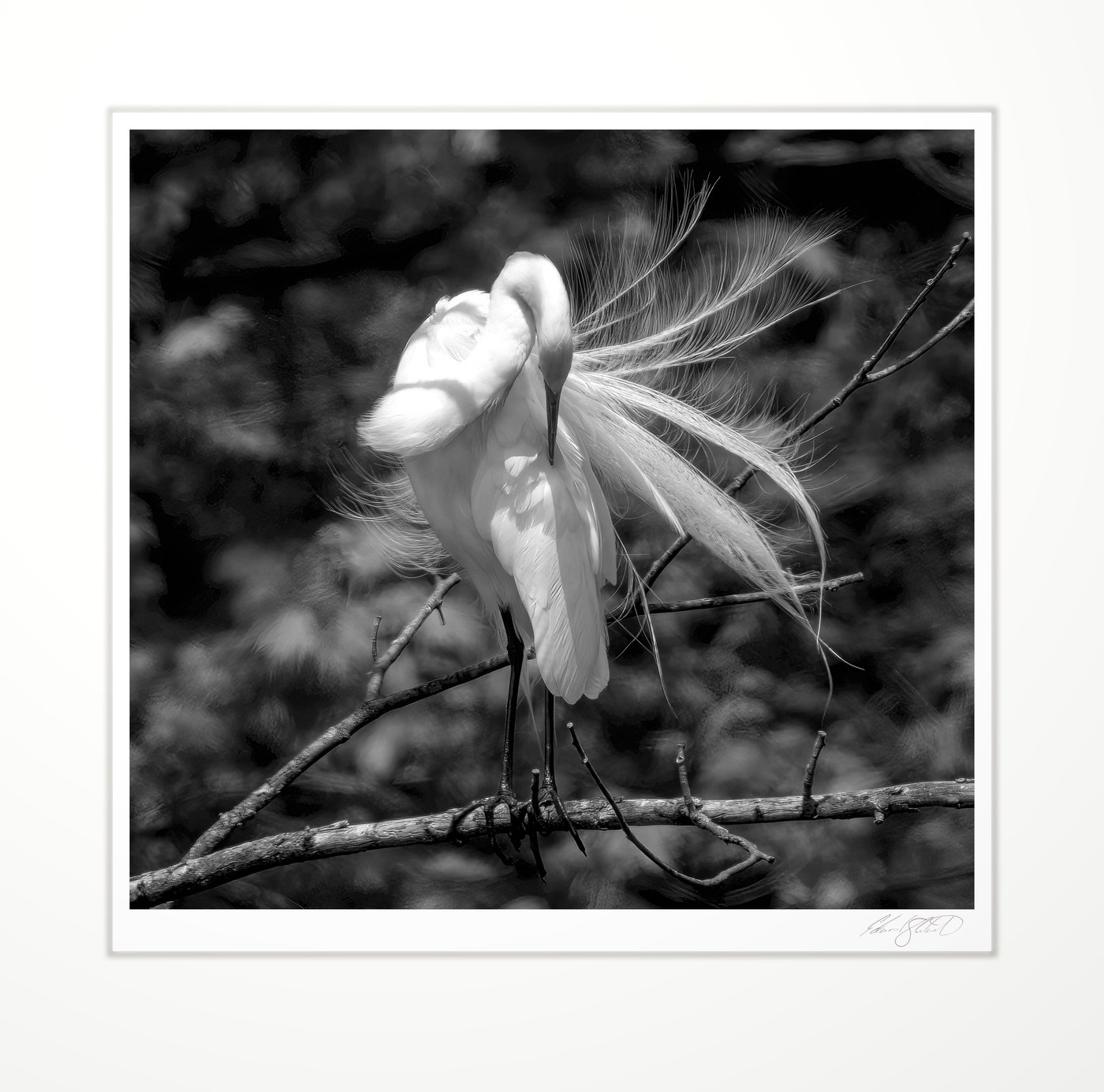 Great egret preening