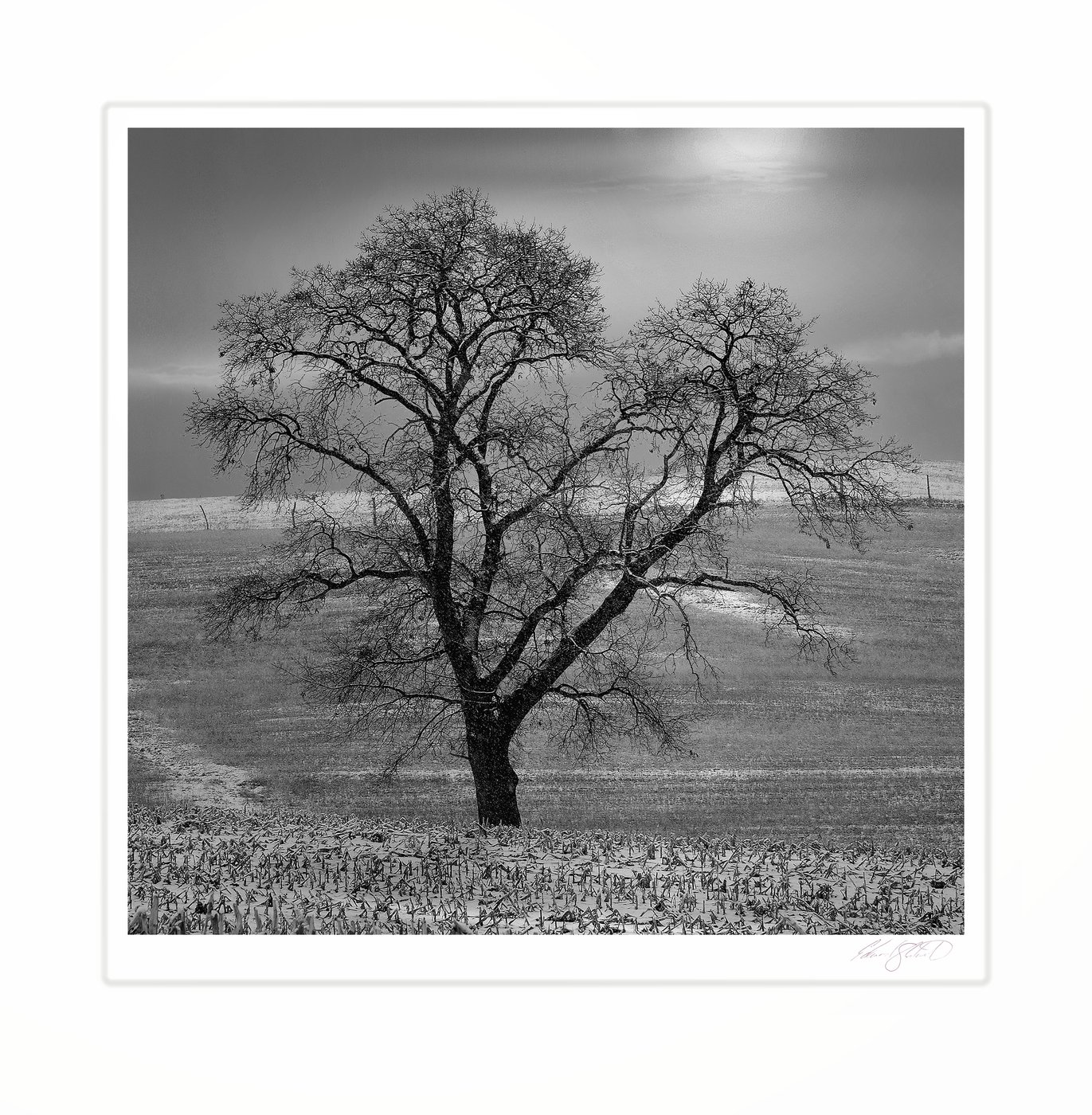 A lone oak tree standing in a snow-covered field.