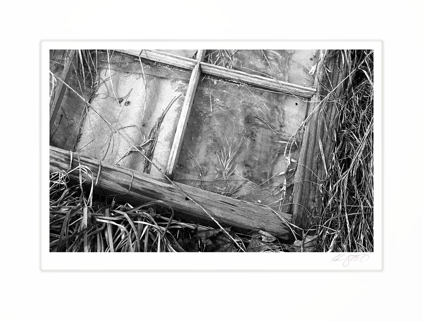 An old window pane overtaken by grass and vines.