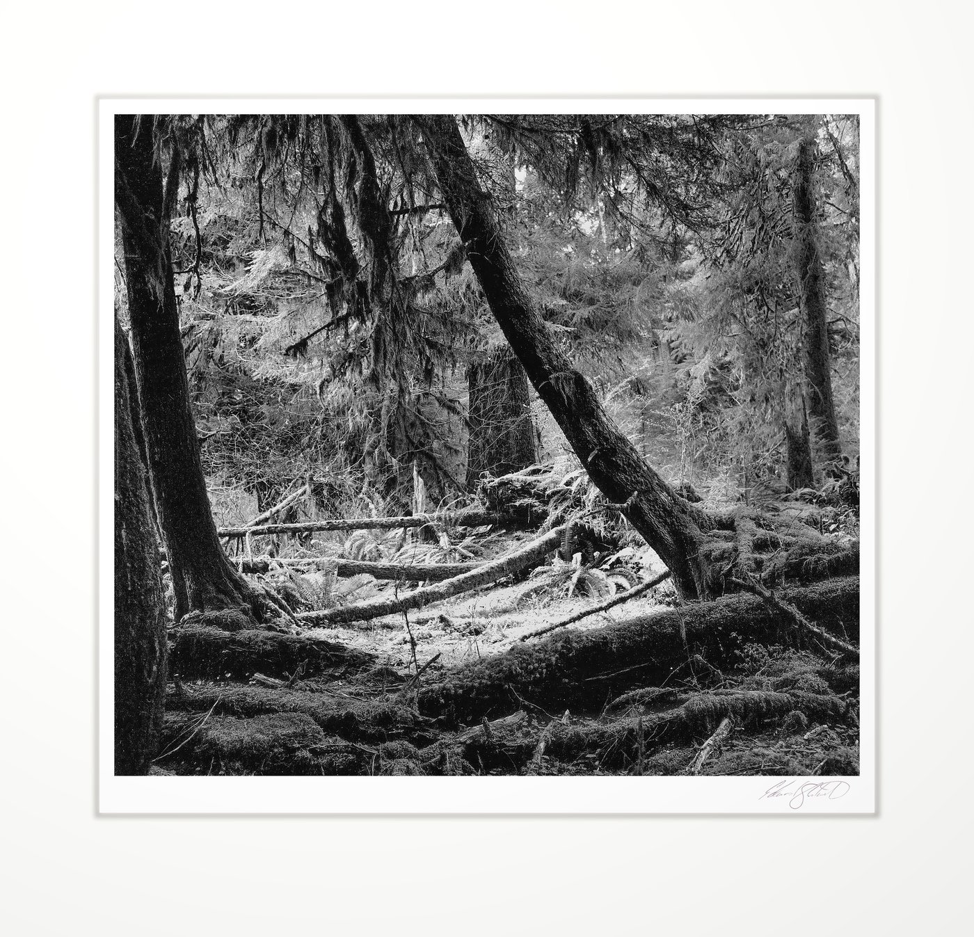 Mossy Olympic rainforest interior