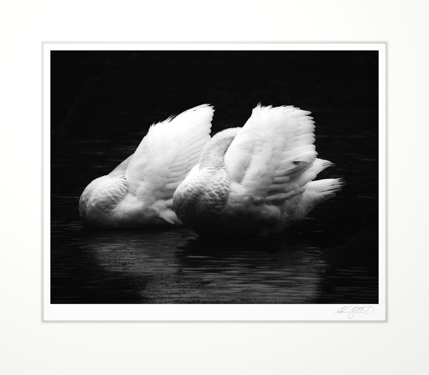 Two swans preening on dark water