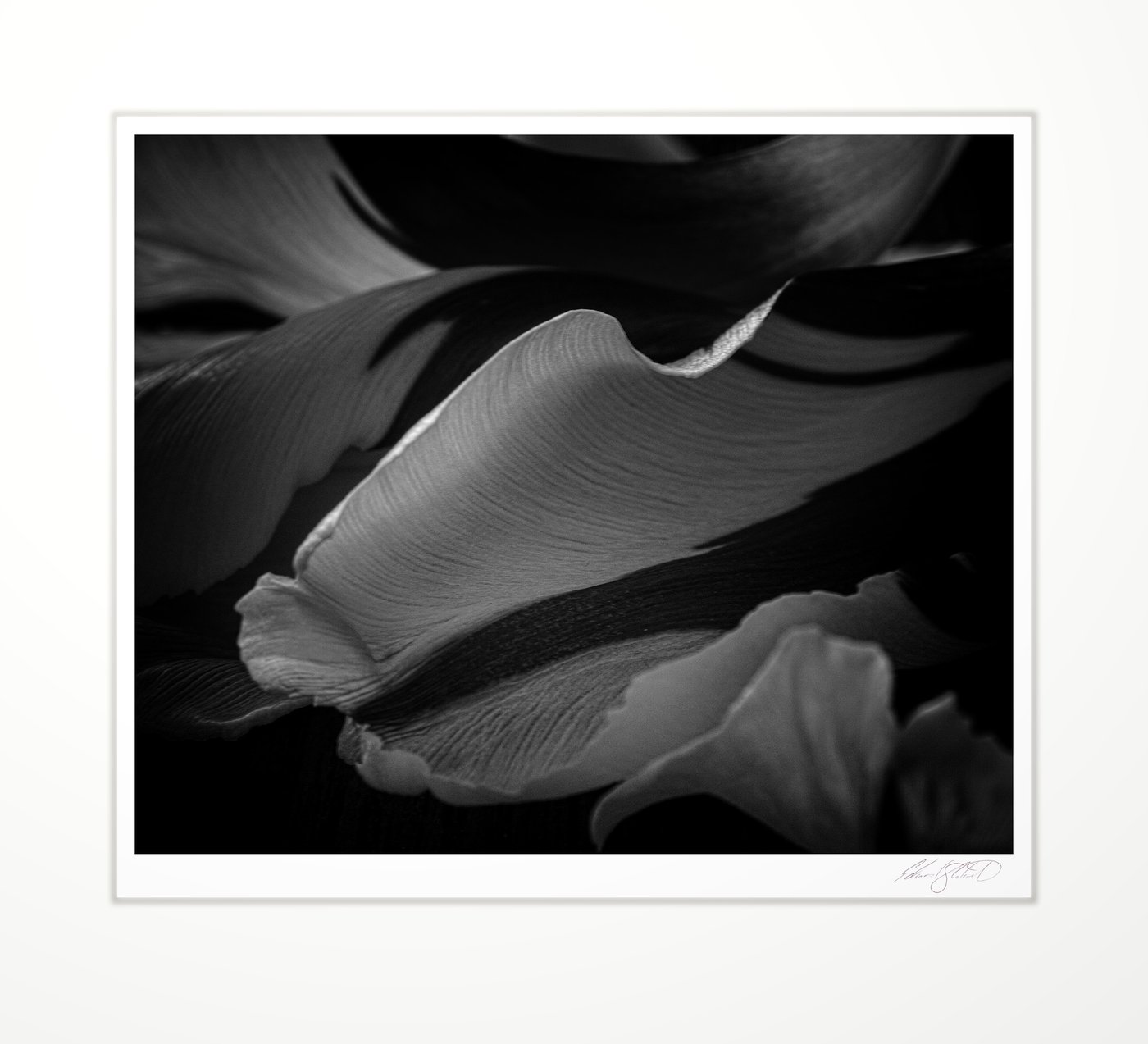 Curved tulip petal close-up