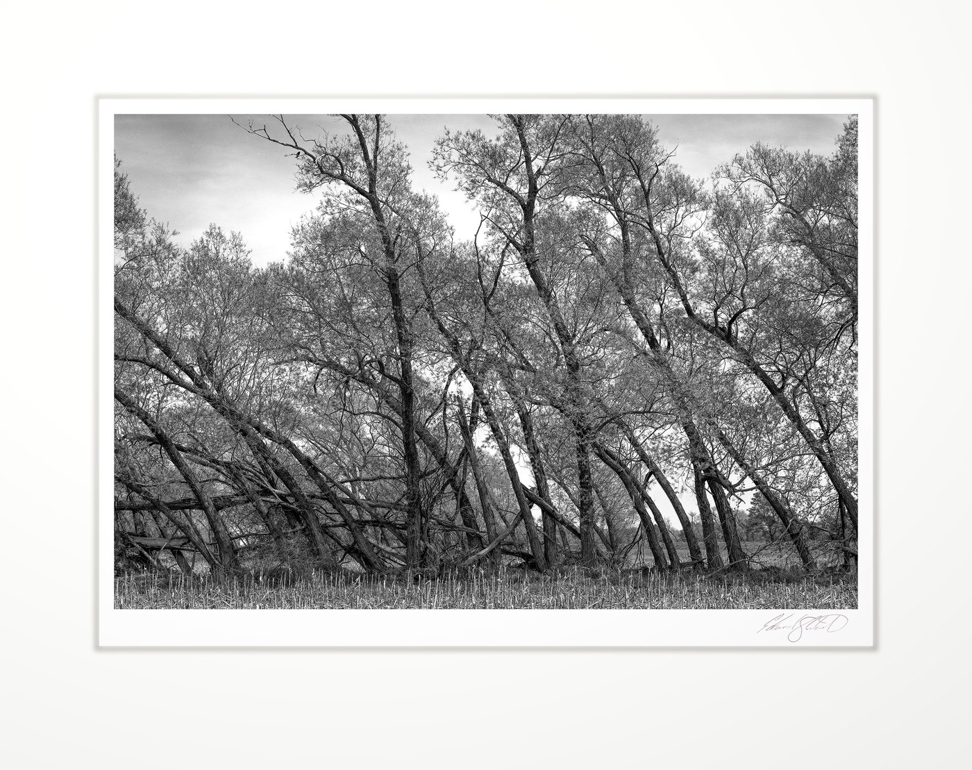 A windrow of leaning trees
