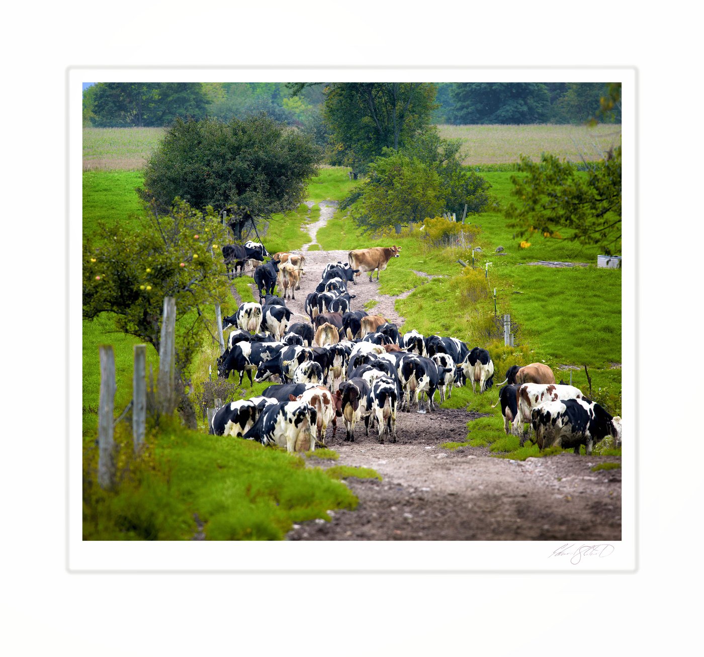 A herd of dairy cows walking down a farm lane between pastures