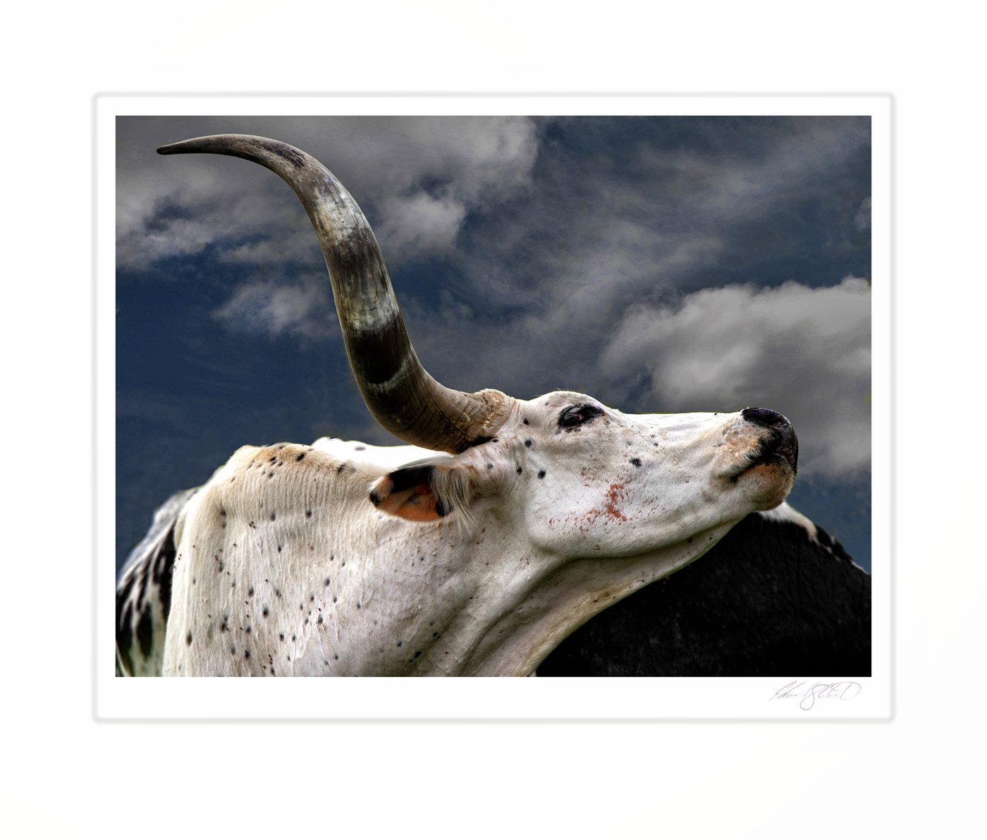 A close portrait of a longhorn cow against a cloudy sky