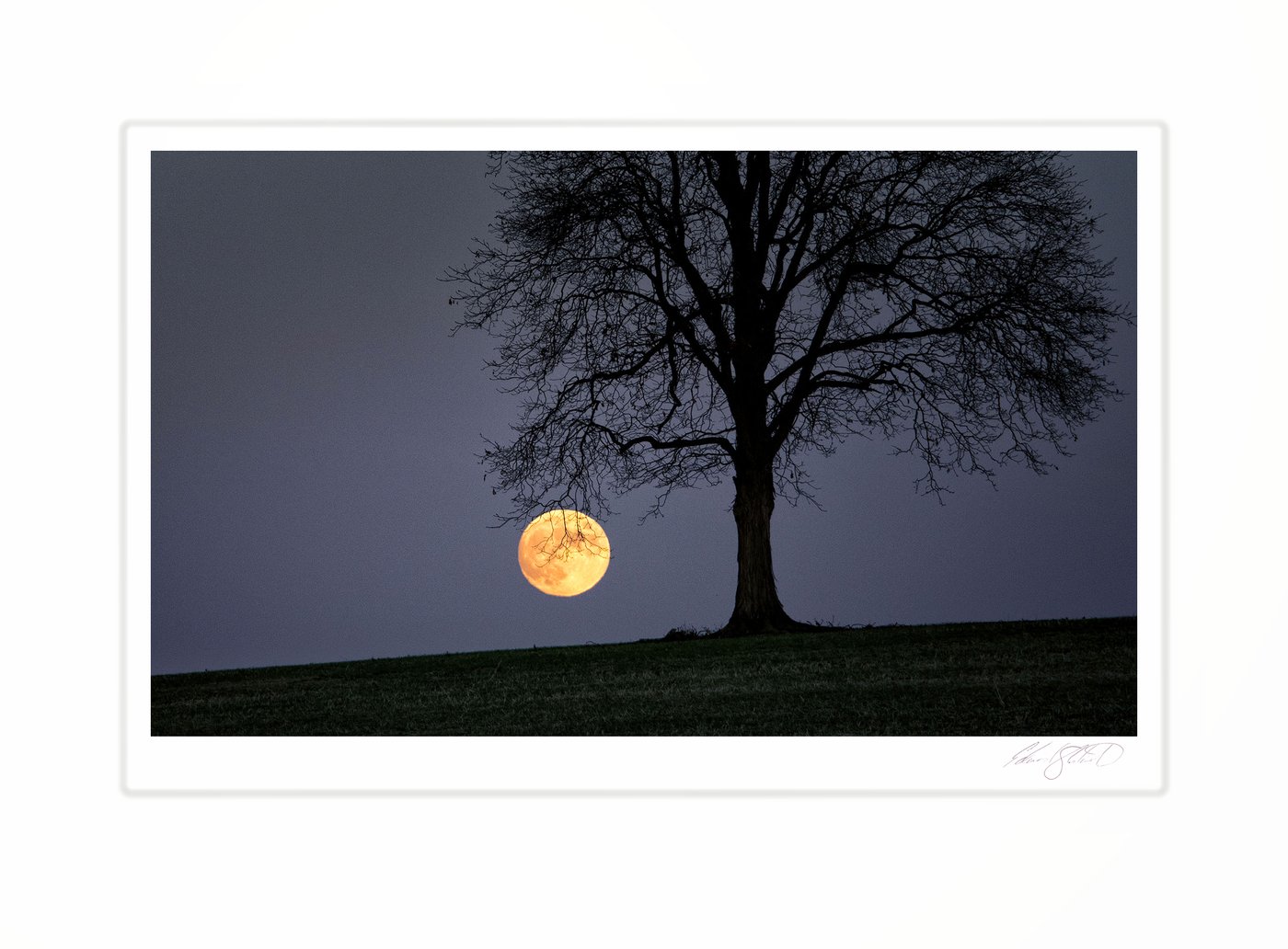 A full moon rising behind the silhouette of a bare oak tree