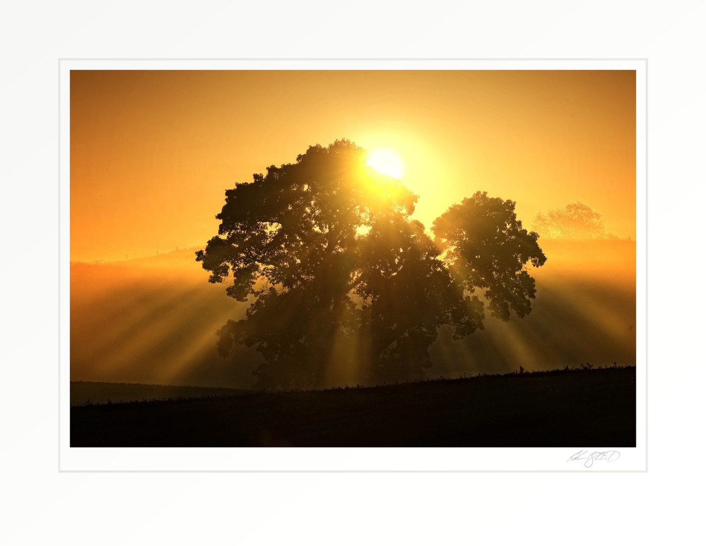 The rising sun bursting through the branches of a solitary oak tree in a foggy field