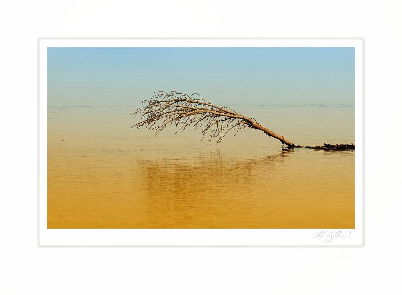 A fallen tree branch reaching into calm golden water at sunset