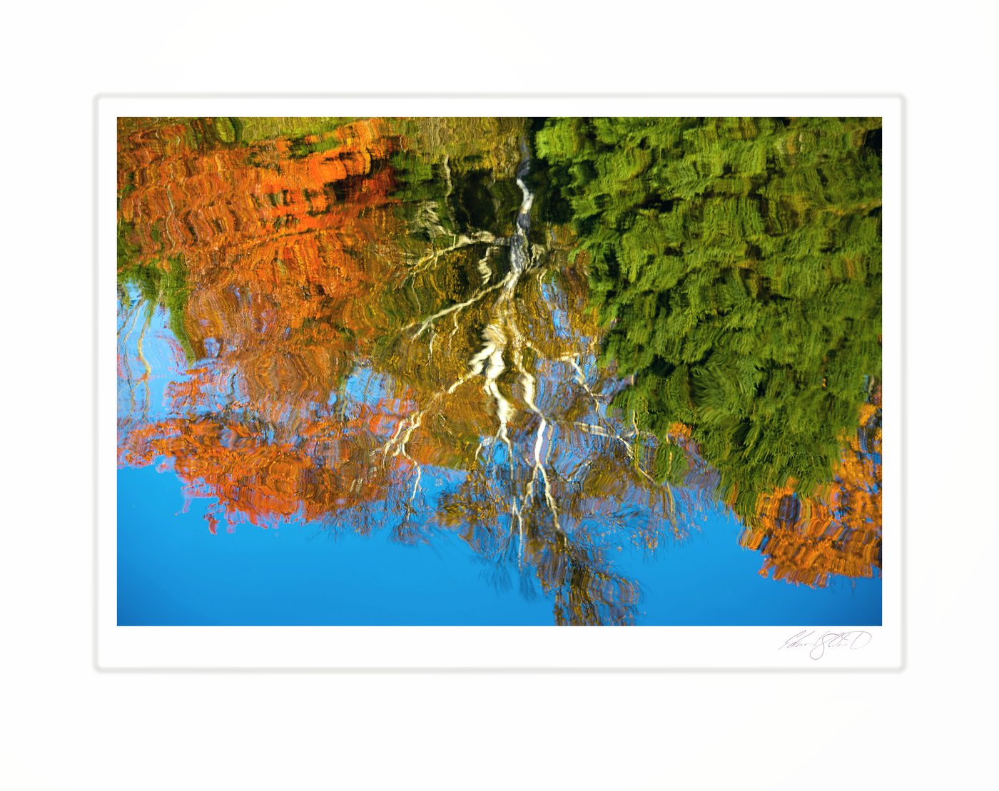 The mirrored reflection of autumn trees and a bare birch in still water