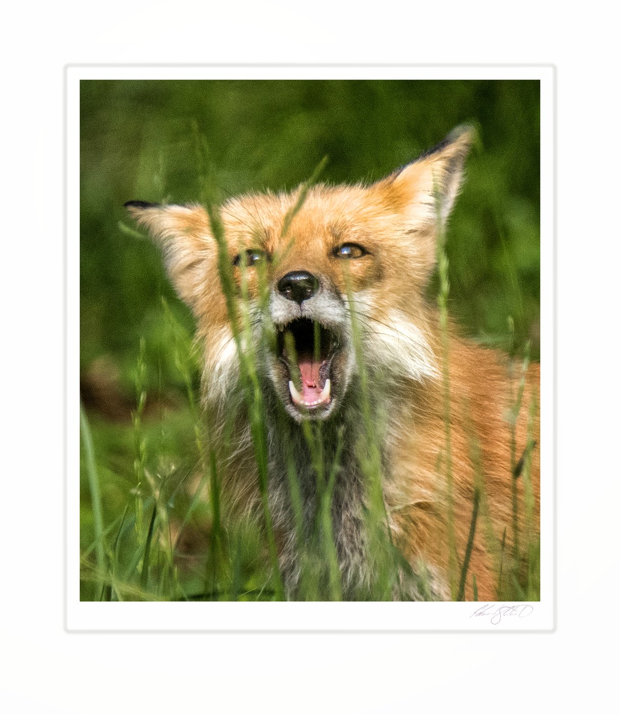 A red fox baring its teeth in a defensive snarl