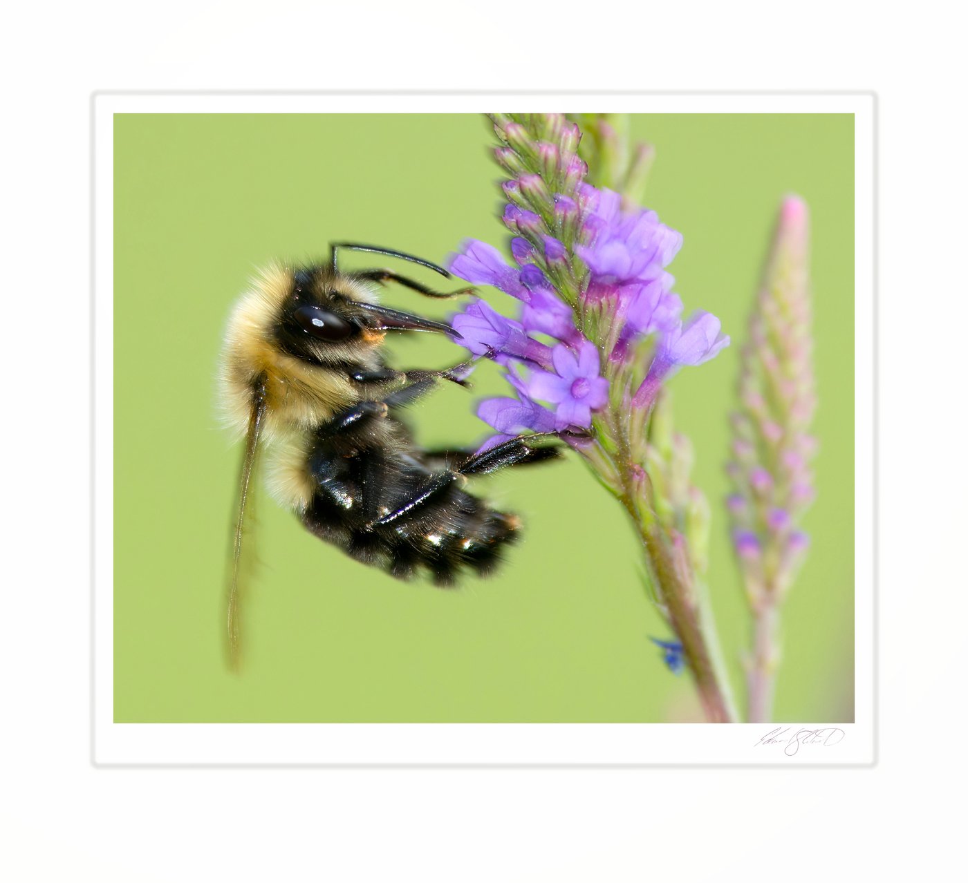 A bumblebee feeding on purple vervain blooms