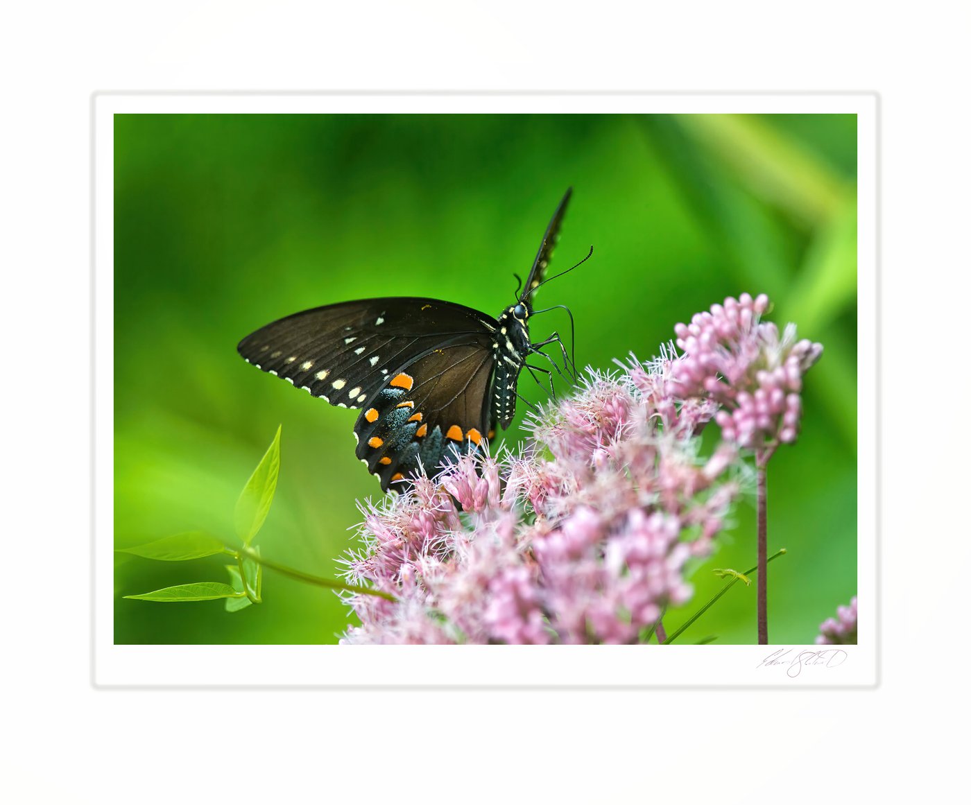 A spicebush swallowtail butterfly feeding on pink joe-pye weed