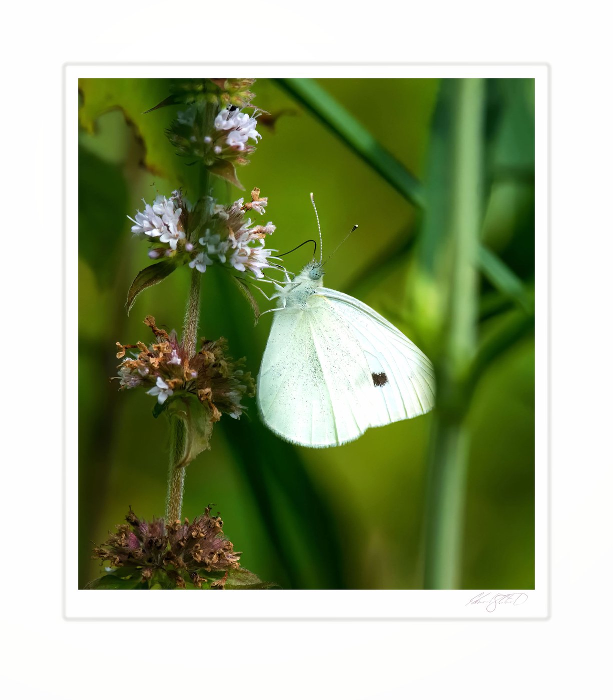 A cabbage white butterfly feeding on mint flowers