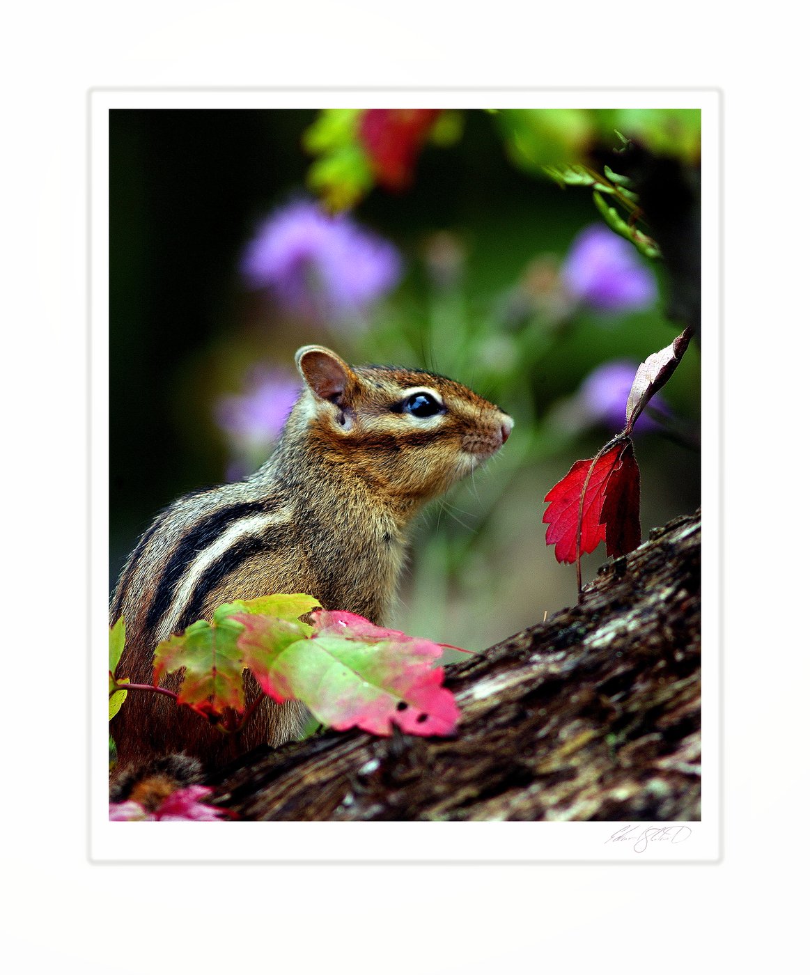 A chipmunk among red and green autumn leaves