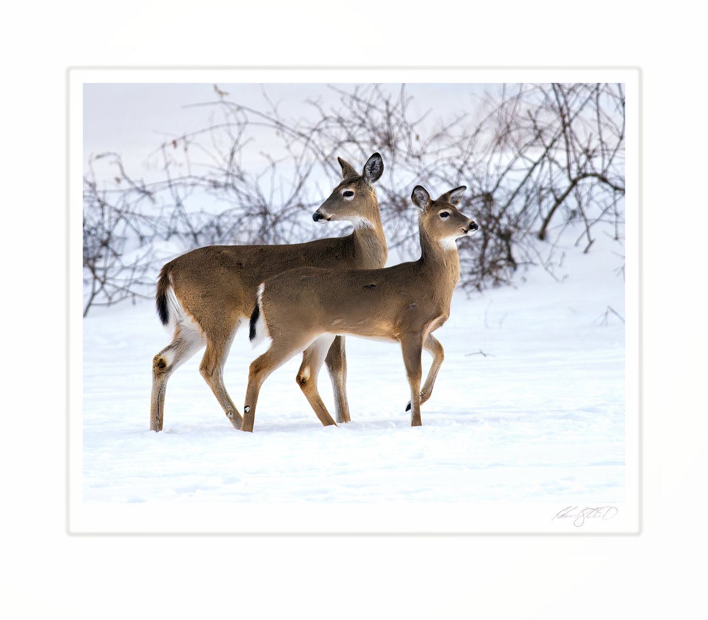 Two white-tailed deer walking together through snow