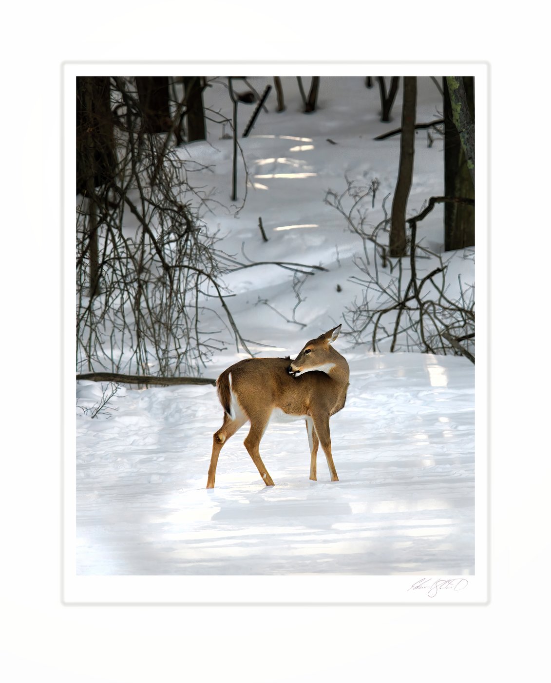 A white-tailed deer grooming itself in a snowy woodland path