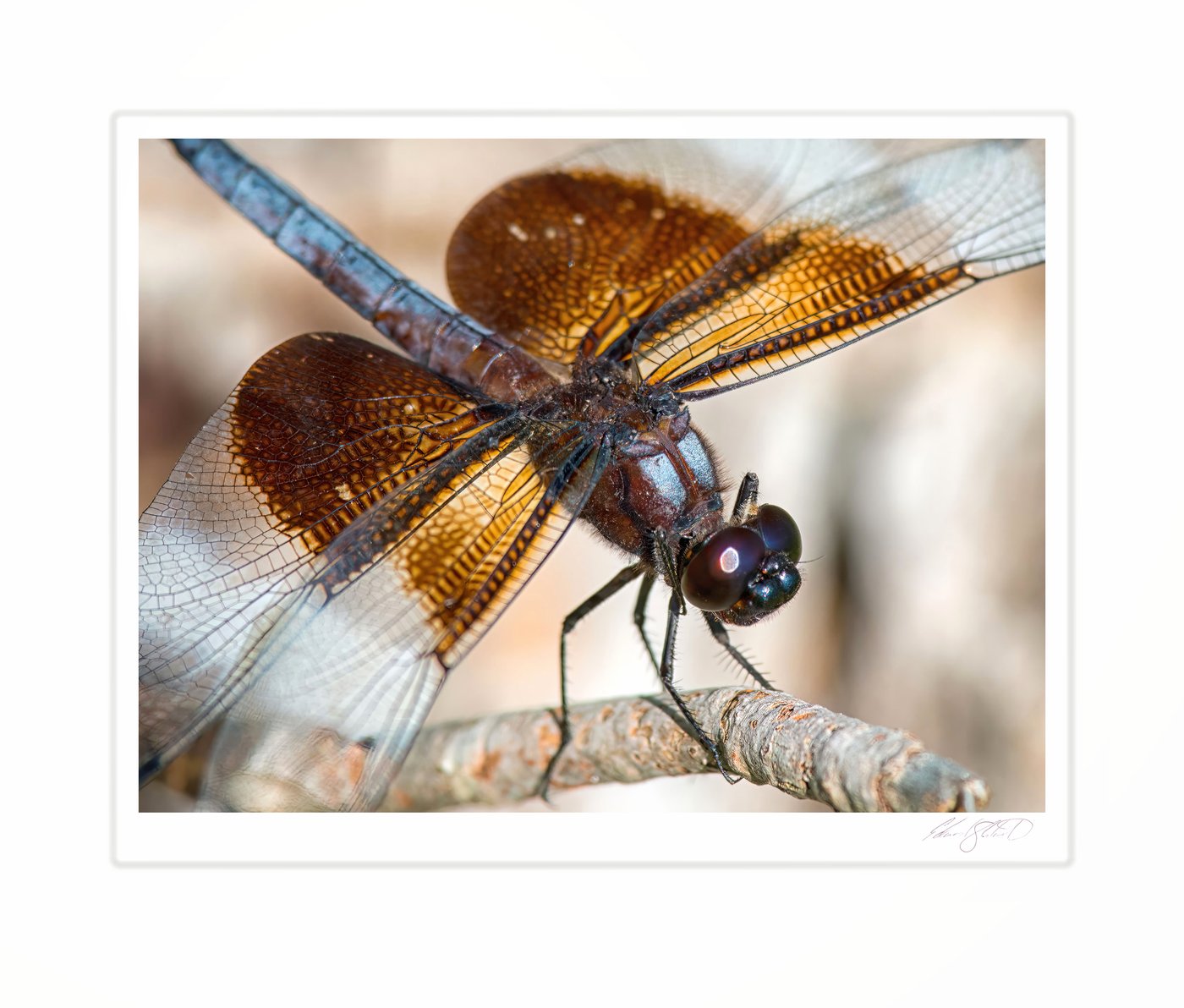 A close view of a dragonfly's patterned wings and eyes